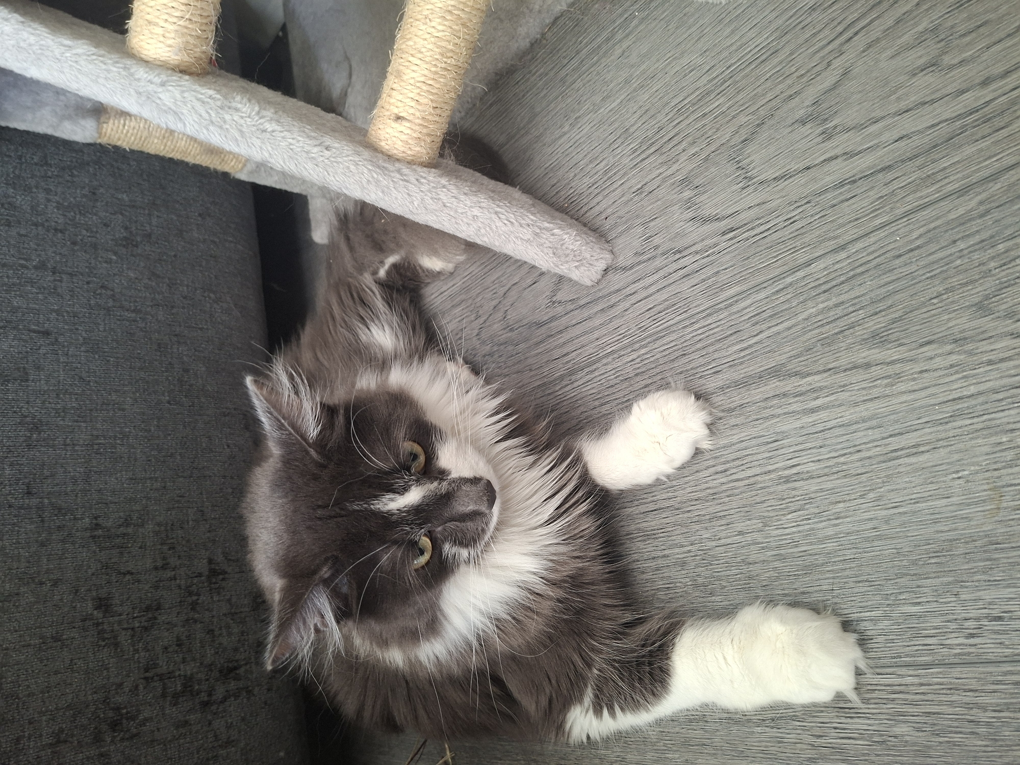 The image shows a medium-haired cat with gray and white markings lying on a gray wooden floor. The cat has green eyes and white paws. In the background, a gray sofa and a portion of a cat tree with sisal rope are visible. The scene appears to be indoors, likely in a residential setting. There is no indication of the location being in the city of London, United Kingdom.
