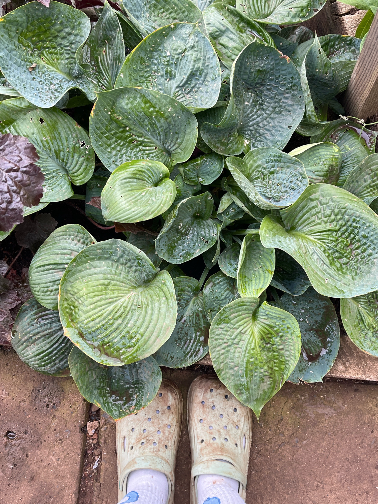The image shows a close-up overhead view of a person's feet wearing light-colored clogs and white socks, standing on a brick pathway next to a large patch of lush green hosta plants. The hosta leaves are broad, deeply veined, and appear to be wet, with water droplets visible on their surfaces. Some of the leaves have small perforations. A darker, reddish-purple plant is partially visible on the left side of the frame. The background includes a wooden structure and more foliage. The scene is likely outdoors, in a garden or yard setting, in Tataraskaya Kargala, Russia, judging by the inclusion of the location in the prompt.
