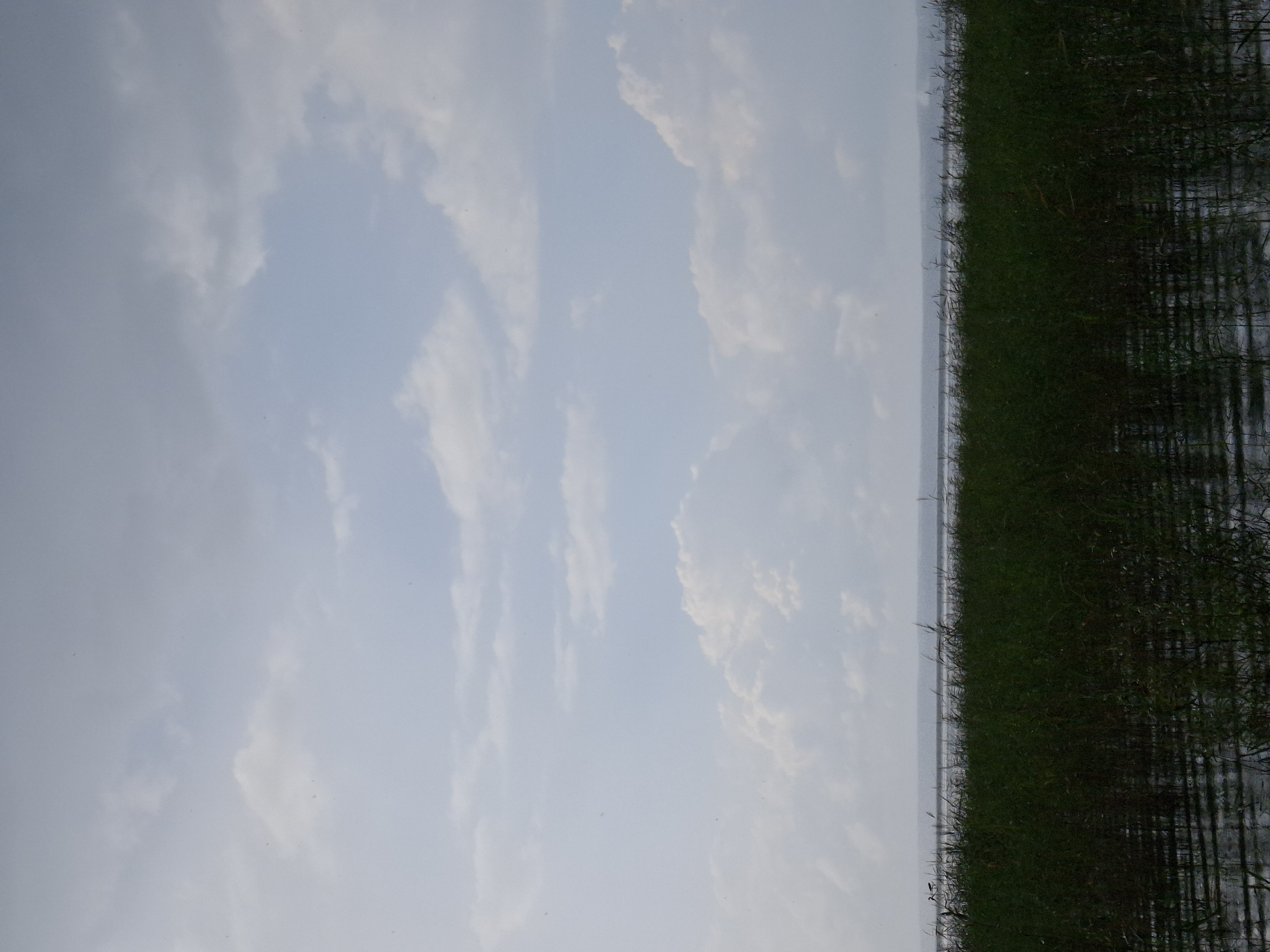 This is a vertical, eye-level, medium shot of a wetland landscape under a cloudy sky. The foreground is dominated by tall, dark green reeds, some of which are submerged in dark water with reflections. A thin, horizontal line of lighter water or distant land is visible in the middle ground, separating the reeds from the sky. The sky takes up the majority of the frame, filled with soft, diffused white and gray clouds. The overall scene conveys a natural, serene atmosphere with a focus on the plant life and the expansive sky. The location is in Plishkino, Russia.