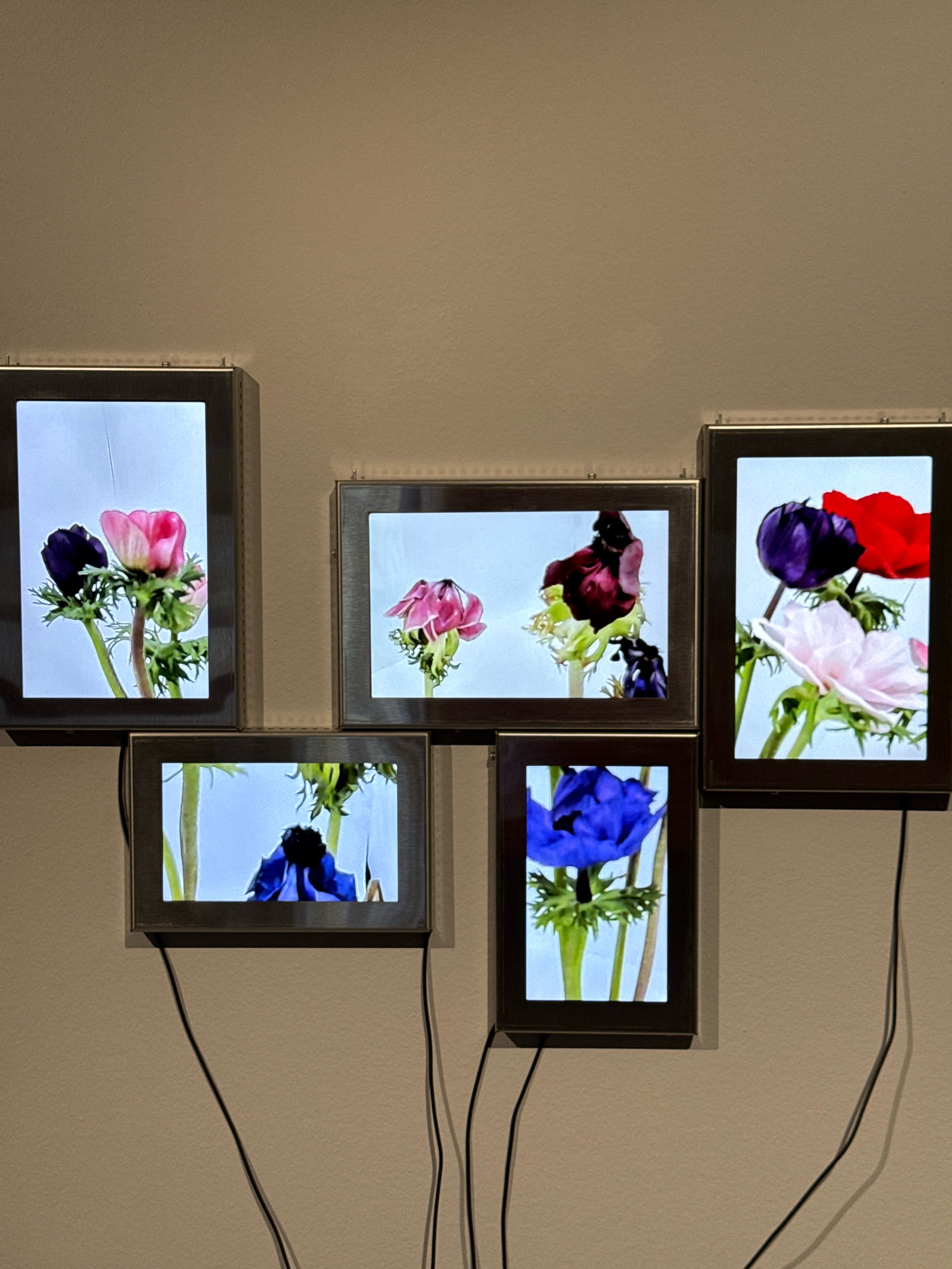 The image shows a wall installation of five digital screens displaying images of anemone flowers. The screens are arranged in an irregular pattern on a neutral-colored wall. The top row has three screens, with the left screen showing a purple and pink anemone, the middle screen showing two pinkish-red anemones, and the right screen displaying a purple, red, and pink anemone. The bottom row has two screens, with the left screen featuring a blue anemone and the right screen also displaying a blue anemone. Black wires extend from the bottom of each screen down the wall. The setting is likely an art gallery or exhibition space, but no specific location in Moscow, Russia, can be identified from the visual information provided.