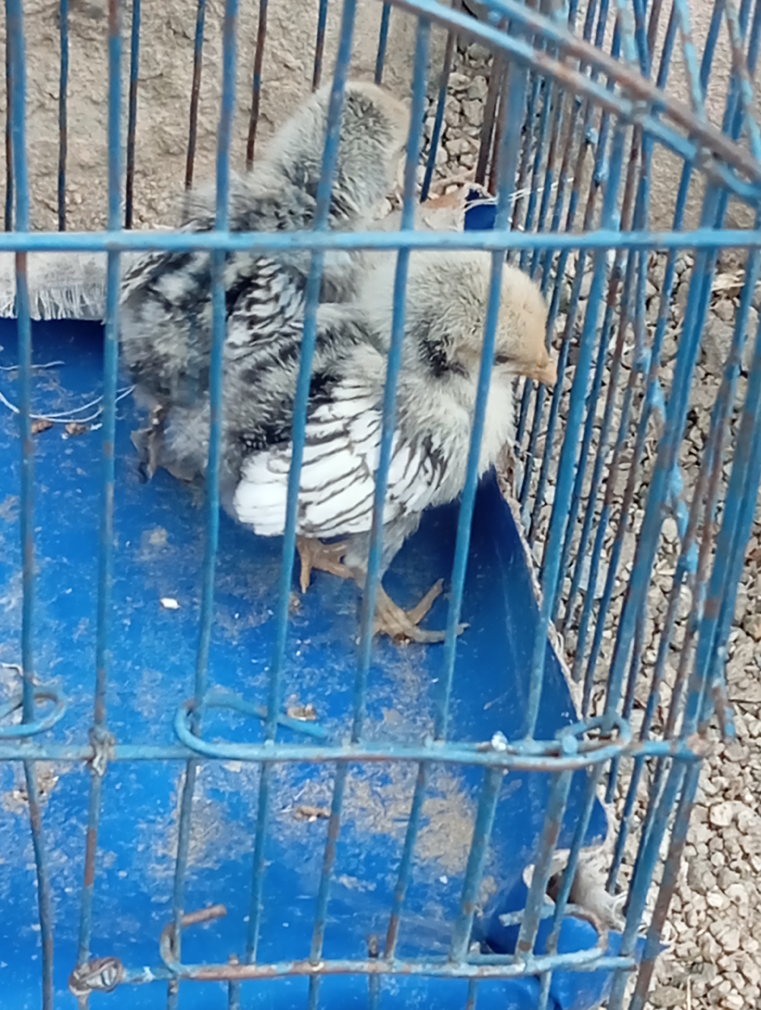 A single, fluffy chick with gray and white striped markings is inside a blue metal cage. The chick is facing left with its head turned slightly towards the viewer. Its eyes are dark, and its beak is a light yellow. One of its feet is visible, and it appears to be standing on the blue bottom of the cage. The cage bars are thin and have a rusty patina in places. The background outside the cage is blurry, showing a rough, gravelly surface and what appears to be a concrete wall. The lighting is natural and appears to be from above.