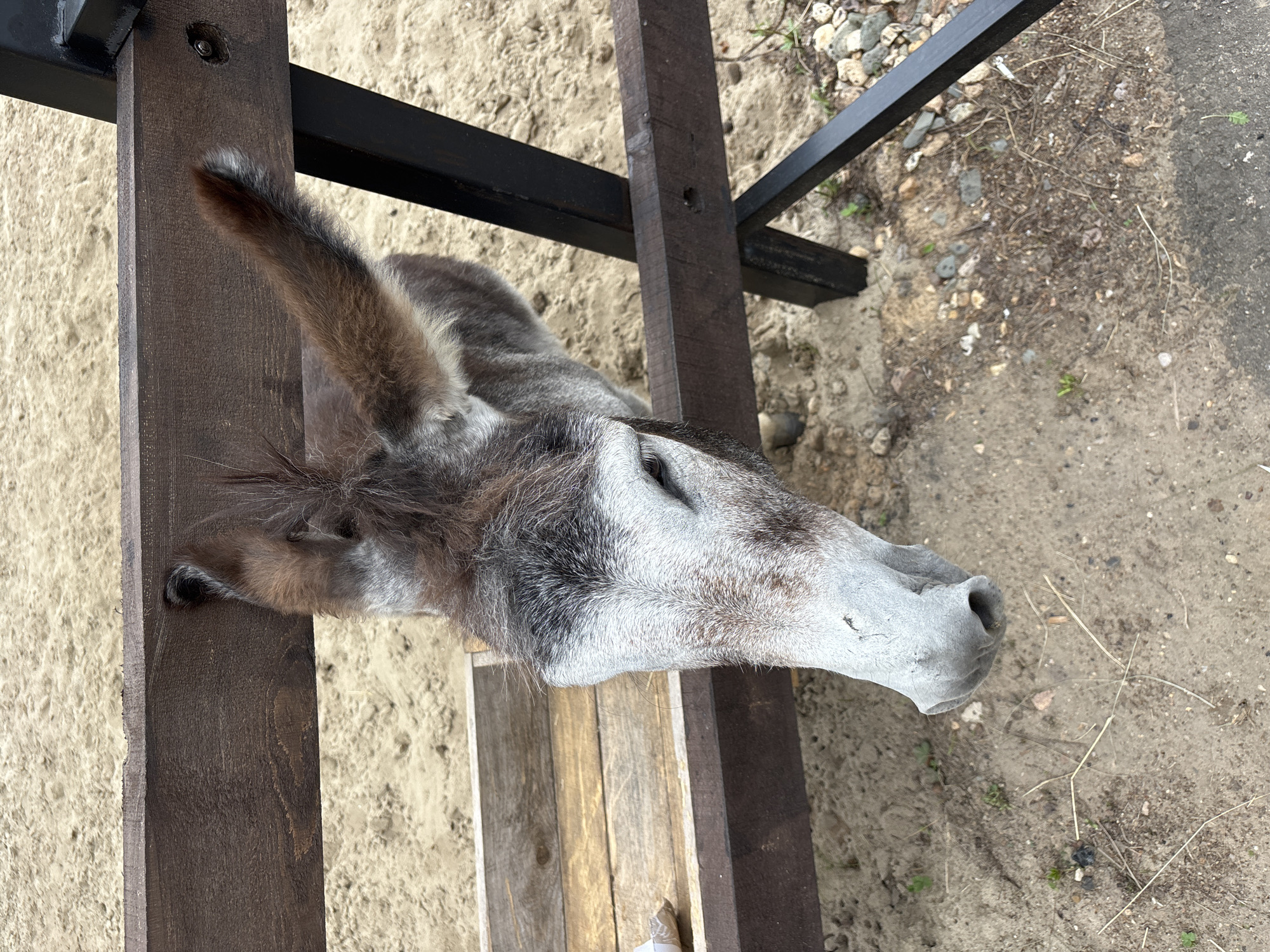 An overhead shot shows a donkey leaning over a wooden fence, its head and part of its body visible. The donkey has grey and brown fur with a white face and large ears. It appears to be in an outdoor enclosure with a sandy ground and a wooden trough. The fence is made of dark wood and metal. No specific location in Yaroslavl, Russia, is identifiable from the image.