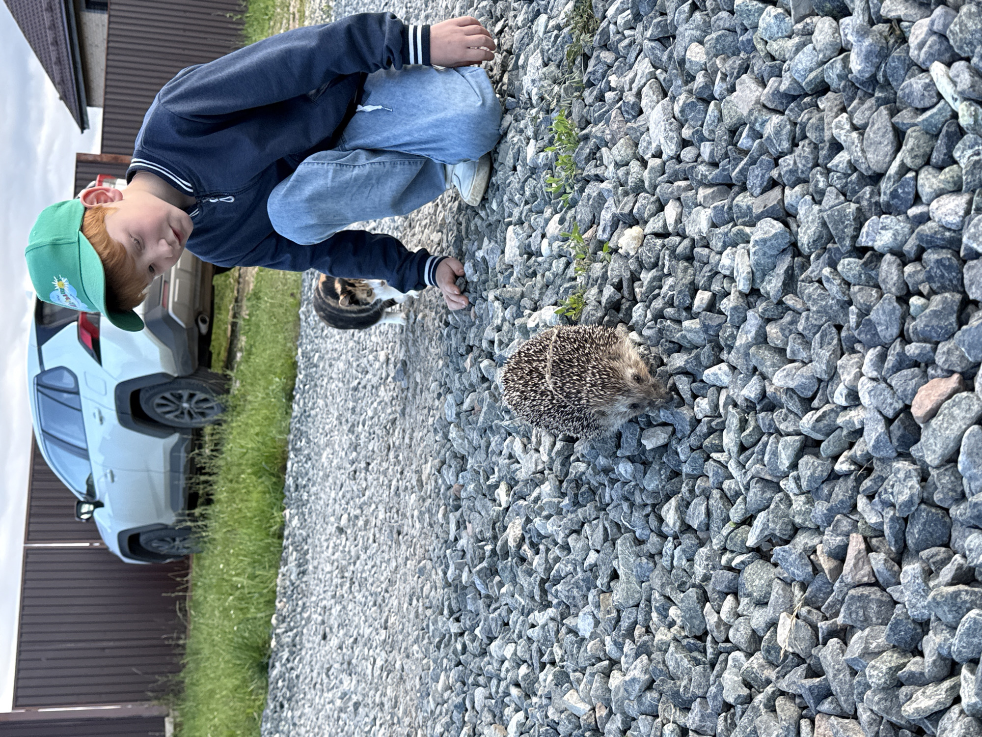 A young boy wearing a blue jacket, light blue jeans, and a green baseball cap crouches down on a gravel-covered ground. He is looking at a hedgehog that is also on the gravel. The boy is holding a small stone in his right hand. To the left of the boy, a white car is parked next to a brown wooden fence. The scene appears to be outdoors, possibly in a yard or driveway, with green grass growing along the fence line. The sky is overcast, suggesting it could be a cloudy day. The boy's expression seems curious and engaged as he observes the hedgehog. A small, striped cat is also visible in the background, near the boy's legs. The location is identified as Pyachanki, Russia.