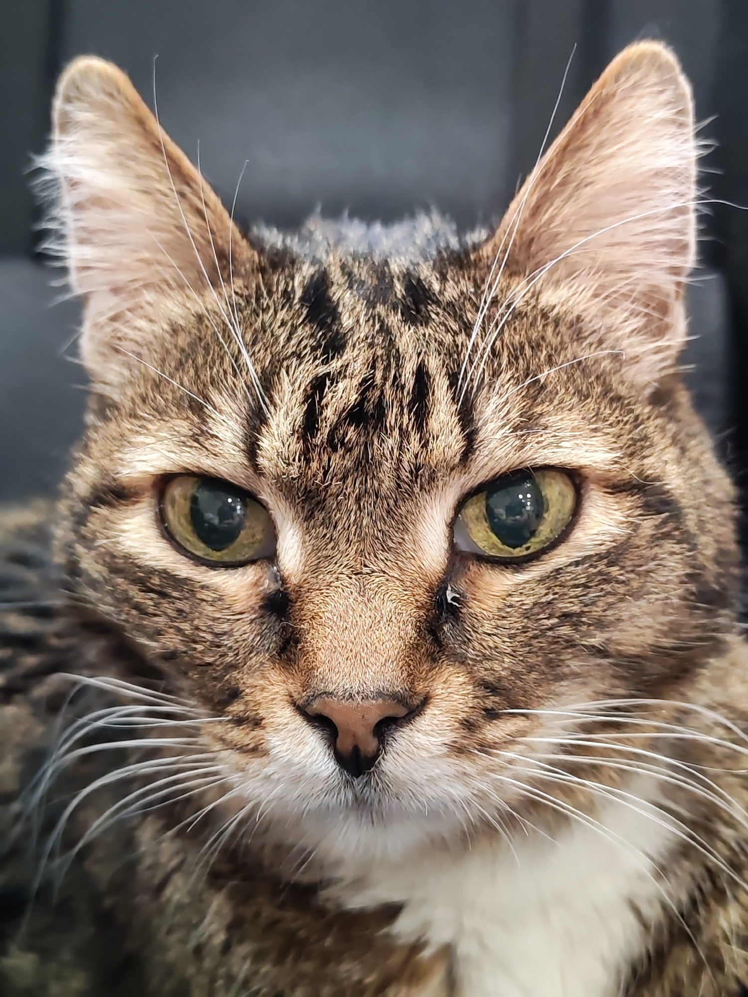 Close-up portrait of a brown tabby cat. The cat's face is symmetrical, with almond-shaped green eyes, a pink nose, and white whiskers. The background is out of focus and dark, possibly a black couch. The cat has a white patch on its chest. The image location of Chaikovsky, Russia is not evident in the image.