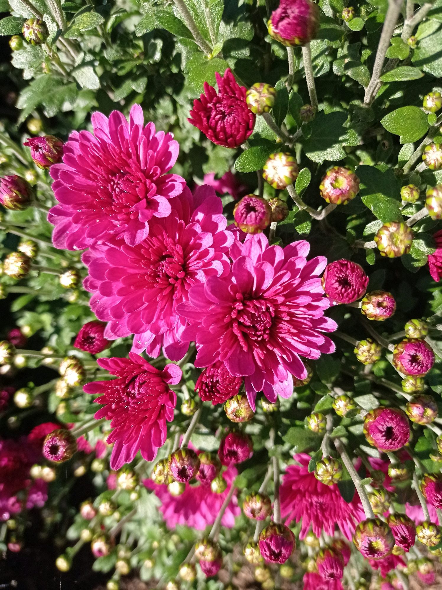 A high-angle, close-up shot shows a cluster of vibrant pink chrysanthemums in full bloom, with numerous buds in various stages of development scattered throughout the frame. The flowers are the main focus, their petals sharply defined against a backdrop of green foliage. The surrounding environment appears to be an outdoor setting, likely a garden or park, given the presence of abundant plant life and dappled sunlight. The image does not contain any people or specific landmarks that would indicate a location within the city of Degtyarsk, Russia. The scene is static and captures a moment of natural beauty.