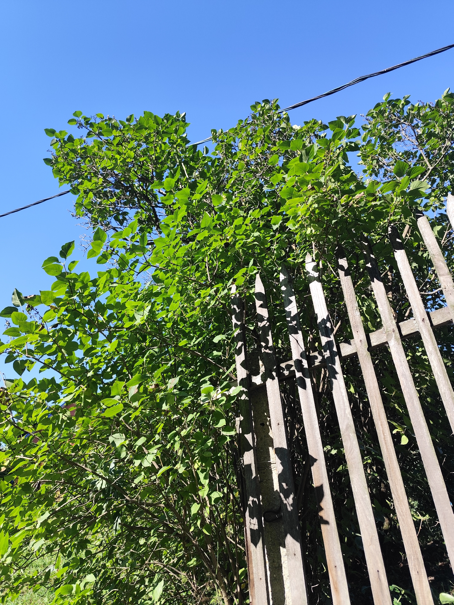 The image depicts an outdoor scene with a clear blue sky above. In the foreground, a weathered wooden fence with vertical slats runs diagonally across the frame, casting shadows from the foliage. Lush green foliage, likely from a tree or bush, overlies much of the fence and extends upwards towards the sky. A dark power line is visible traversing the upper portion of the image, suspended against the blue sky. The ground beneath the foliage is obscured, but hints of green vegetation can be seen at the bottom left. The overall impression is one of a sunny day in a semi-rural or backyard setting. The location is identified as Barlaksky, Russia. There are no people or animals present in the image, and no specific actions or interactions are depicted.