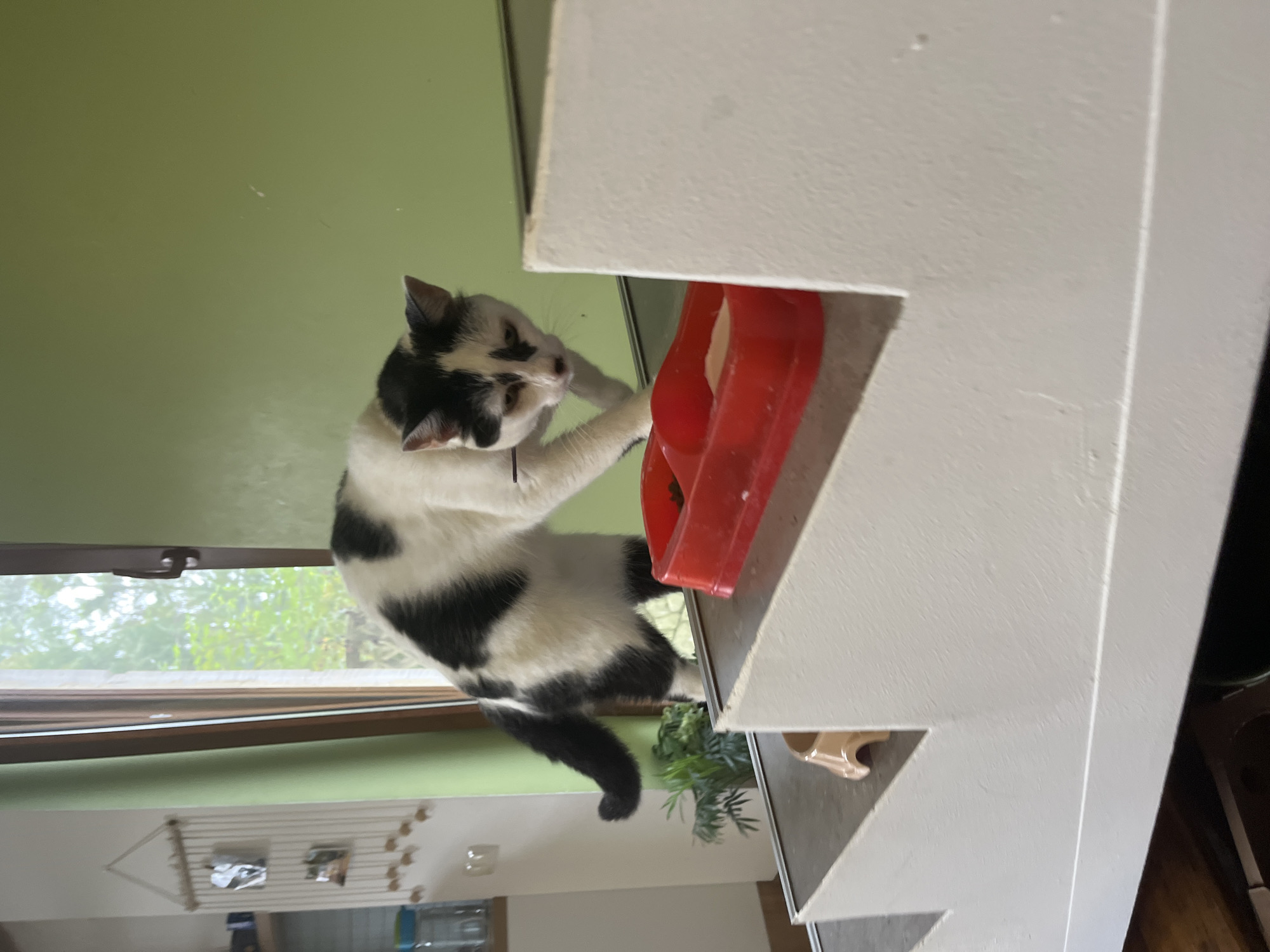 A black and white cat is captured mid-stride on a multi-level white structure that appears to be an indoor staircase. The cat is facing right, with its head lowered and looking downwards, as if investigating something on the steps. Its right paw is extended forward, mid-step, and its left paw is slightly behind.
In the foreground, on one of the upper levels of the staircase, sits a bright red plastic pet food or water bowl, containing some white substance, likely food or water. To the left of the red bowl, on another level, is a smaller, light brown pet bowl, empty.
The background reveals a large window with sheer curtains, through which a blurred view of greenery and trees is visible, suggesting an outdoor environment. The wall to the right of the window is painted a light green. The overall setting appears to be a residential indoor space. The specific location of Ureki, Georgia, is not visually evident from the provided image.