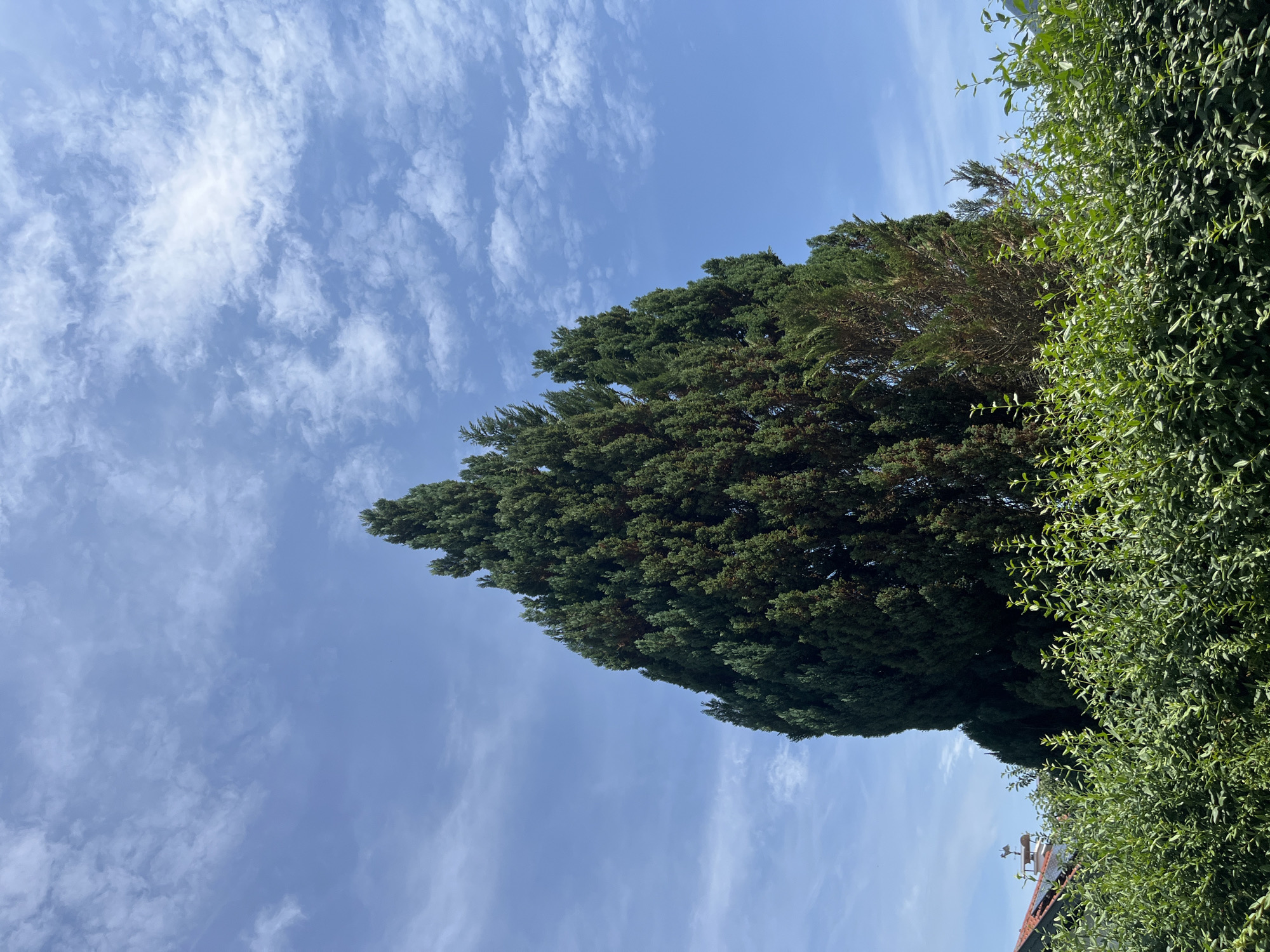 The image depicts an outdoor scene under a blue sky with scattered white clouds. The camera angle is from below, looking upwards. The main subjects are trees, with a large, dark green conifer dominating the center-left of the frame, its branches reaching upwards and to the left. To the right of the conifer, a dense, lighter green hedge or shrubbery fills the right side of the image, obscuring much of the background. In the lower right corner, a glimpse of a tiled roof and what appears to be a weather vane with birds can be seen, suggesting a residential area. The lighting indicates it is daytime, with the sun casting shadows and highlighting the textures of the leaves. The overall mood is peaceful and natural. No people or visible text are present. Given the location context of Garmisch-Partenkirchen, Germany, this could be a view from a garden or park in a mountainous region, likely during a clear or partly cloudy day.