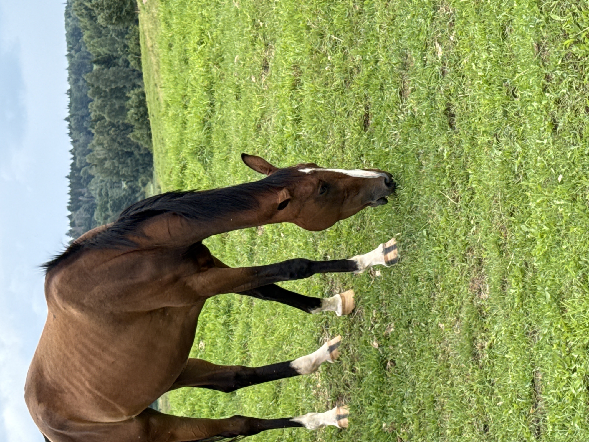 A brown horse with a white blaze on its face grazes in a green field. The horse has four legs, three of which are visible and appear to be dark brown with white markings on the lower legs and hooves. The horse's mane is black. In the background, there is a line of dense green trees under a cloudy sky. The image appears to have been taken in an outdoor setting, possibly a rural area, and does not contain any discernible city features or landmarks that would specifically identify it as being in the city of Galinė, Lithuania. The scene is static, with the horse engaged in the act of eating grass. There are no other subjects or objects of note in the frame.