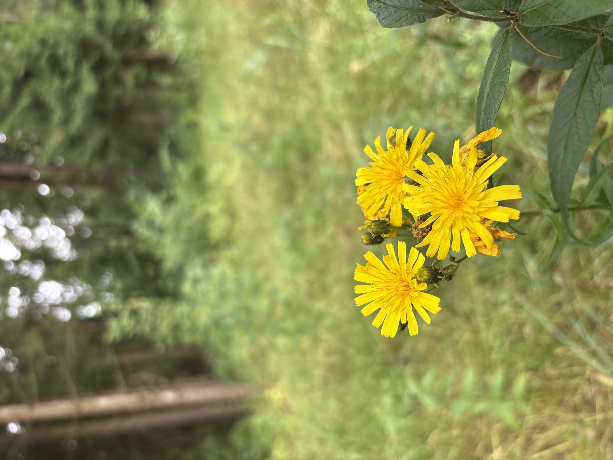 In Pavlovskaya Sloboda, Russia, a close-up shot focuses on a cluster of three bright yellow wildflowers, likely dandelions or a similar composite flower, in the foreground. The flowers are in sharp focus, with detailed petals and visible stamens. One flower is fully open, while another is partially open, and a third is slightly behind and to the side, with one wilting petal visible. Green leaves and stems are present below the flowers. The background is a softly blurred forest scene, with the trunks of trees and green foliage visible. The lighting suggests an outdoor, natural environment, likely a meadow or forest clearing, during daylight hours. There are no people or man-made structures directly visible in the image.