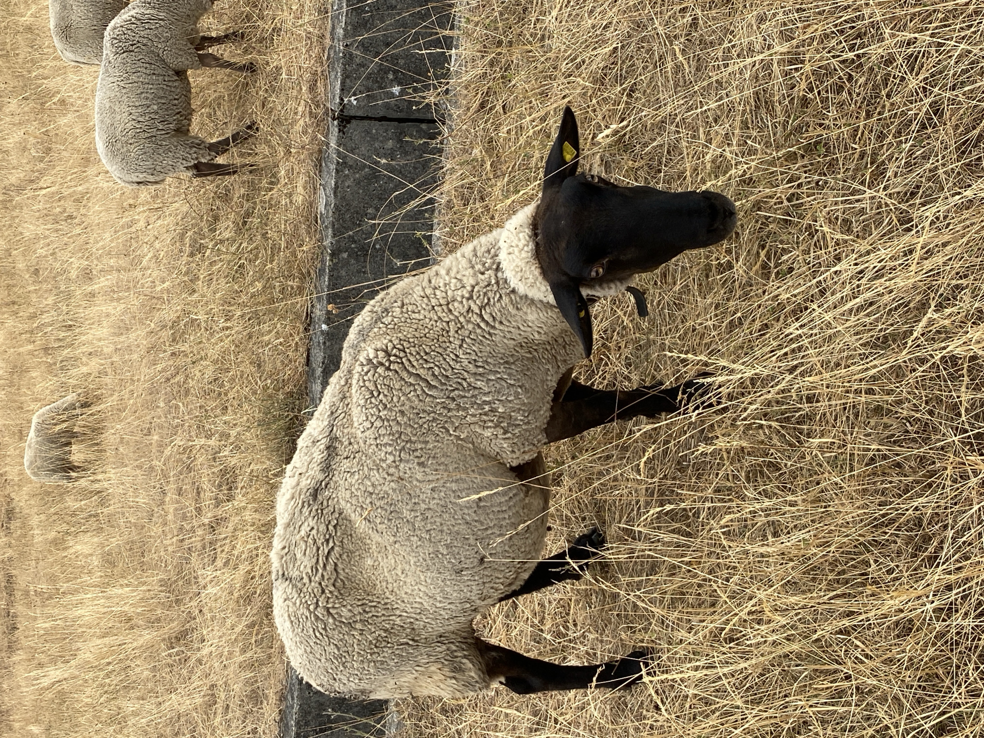 A flock of sheep grazes in a dry, grassy field in Milvignes, Switzerland. The foreground is dominated by a single sheep with a black face and legs, and a woolly, cream-colored body. This sheep is bent down, appearing to eat from the dry grass. Behind it, a concrete structure, possibly a retaining wall, runs horizontally across the middle ground. Further in the background, two more sheep are visible, also grazing. The field is covered in dry, golden grass, suggesting a warm or dry season. The overall scene is pastoral and rural, with no other discernible man-made structures or signs of urban life other than the concrete element.