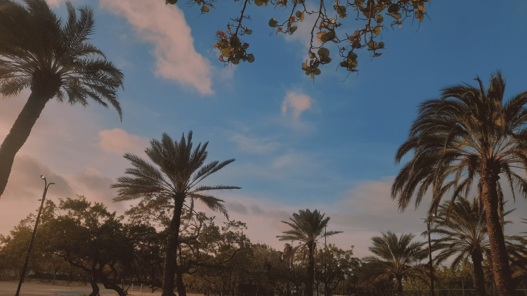 The image shows a view of palm trees against a sky with clouds. In the foreground, there are several palm trees of varying sizes. The sky is blue with some wispy white clouds. In the upper part of the image, there are branches of a leafy tree hanging down. The lighting suggests it is either early morning or late afternoon. There is a lamppost visible in the lower left portion of the image. The background consists of more trees and foliage. No people or specific city landmarks are identifiable.