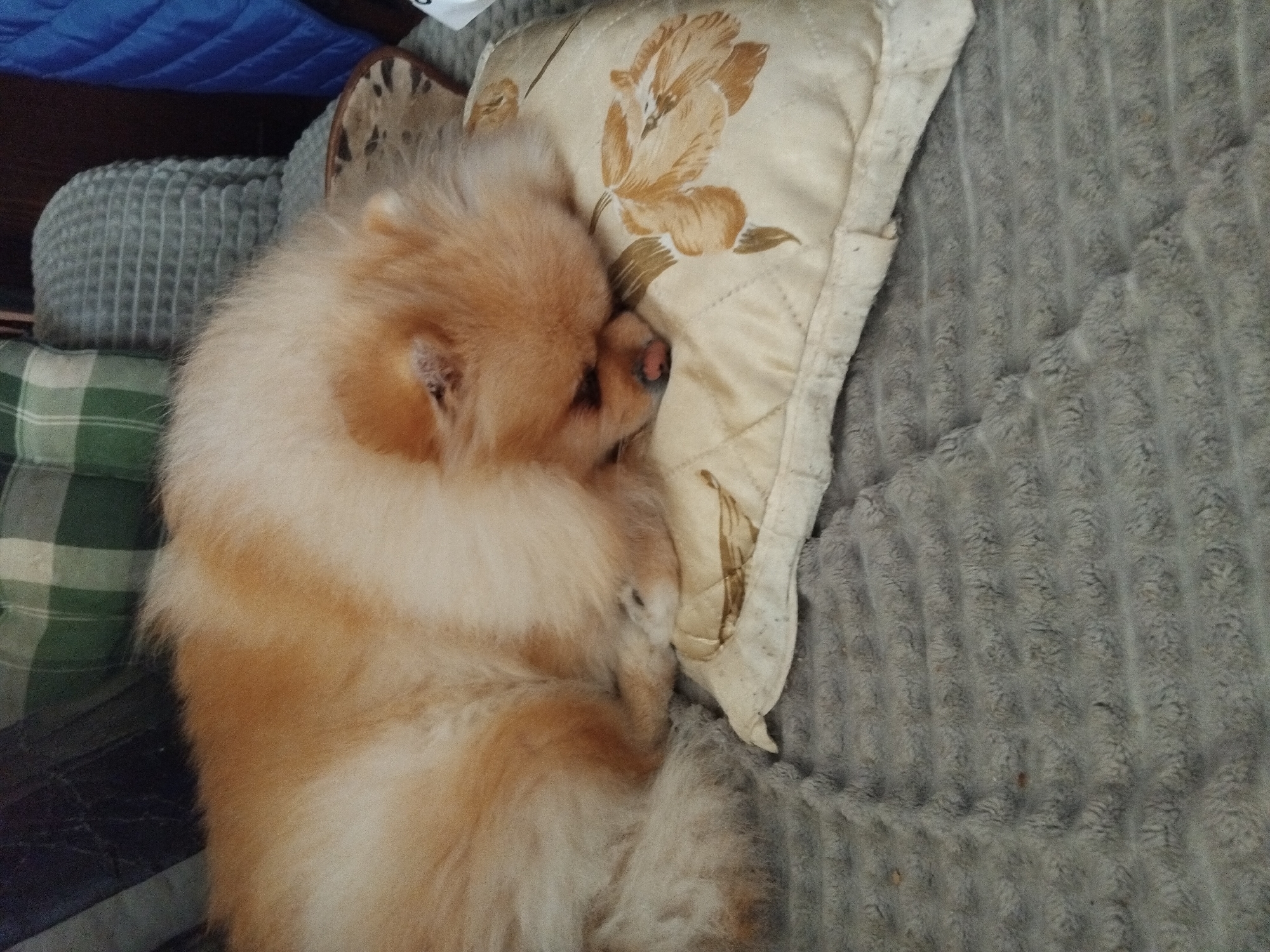 A tan Pomeranian dog is curled up on a bed, sleeping. It is lying on a pillow with a floral pattern. The bed has a gray, textured blanket. Other pillows with green plaid and gray knitted patterns are visible in the background, along with a blue object. The location is Apriltsi, Bulgaria.