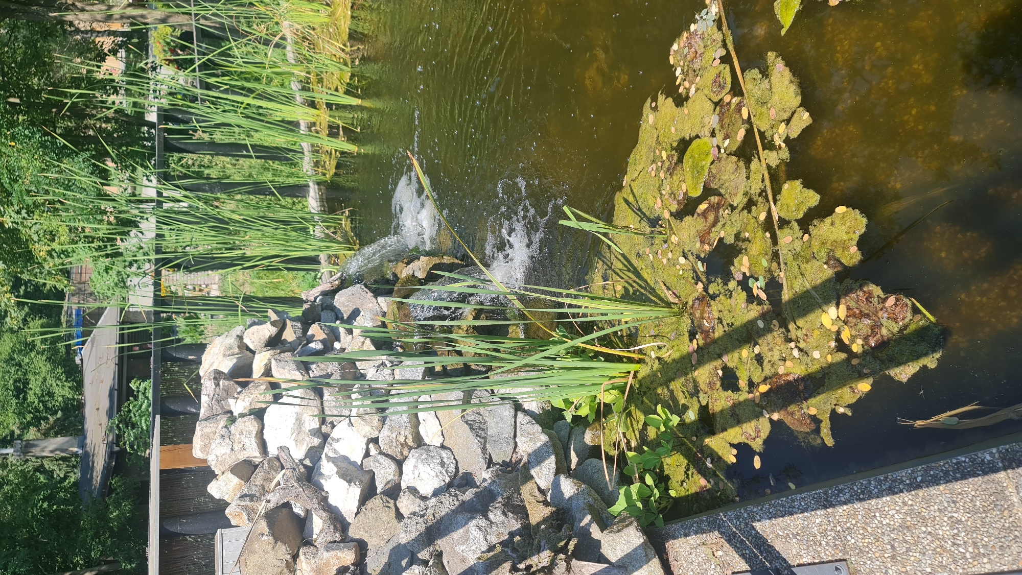A man-made pond with a rock waterfall feature is shown. The pond is surrounded by tall green reeds and has a surface covered in green algae and fallen leaves. In the background, a building with a dark roof and a fence can be seen. The image appears to be taken during the daytime, with sunlight casting shadows on the water. The exact location in Bratislava, Slovakia, is not identifiable from the visual information provided.