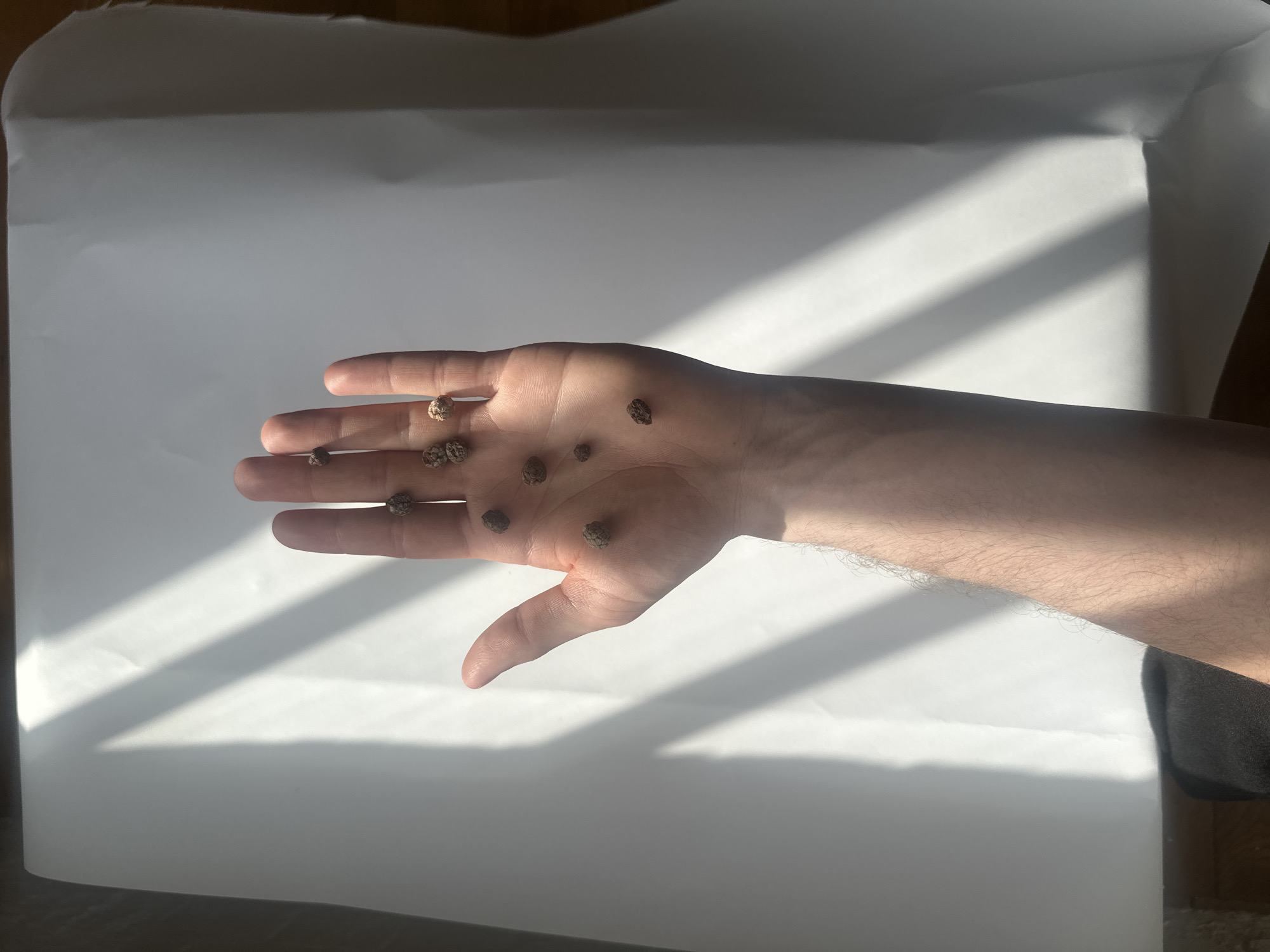 A person's right hand and forearm are prominently featured against a white background, which appears to be a large sheet of paper or fabric. The hand is open, palm facing upwards, holding nine small, dark, and textured objects that resemble dried berries, seeds, or tiny plant matter. These objects are scattered across the palm and fingers.
The scene is illuminated by strong natural light, likely sunlight entering from a window, creating distinct diagonal shadows across the white surface and the hand. This suggests a sunny daytime setting, possibly morning or late afternoon, given the angle of the shadows. The light creates bright highlights and darker shadowed areas. The person appears to be presenting or examining the small objects. No specific activity beyond holding the objects is clear. The background is simple and uncluttered. There is no visible text or identifiable location markers within the image itself.