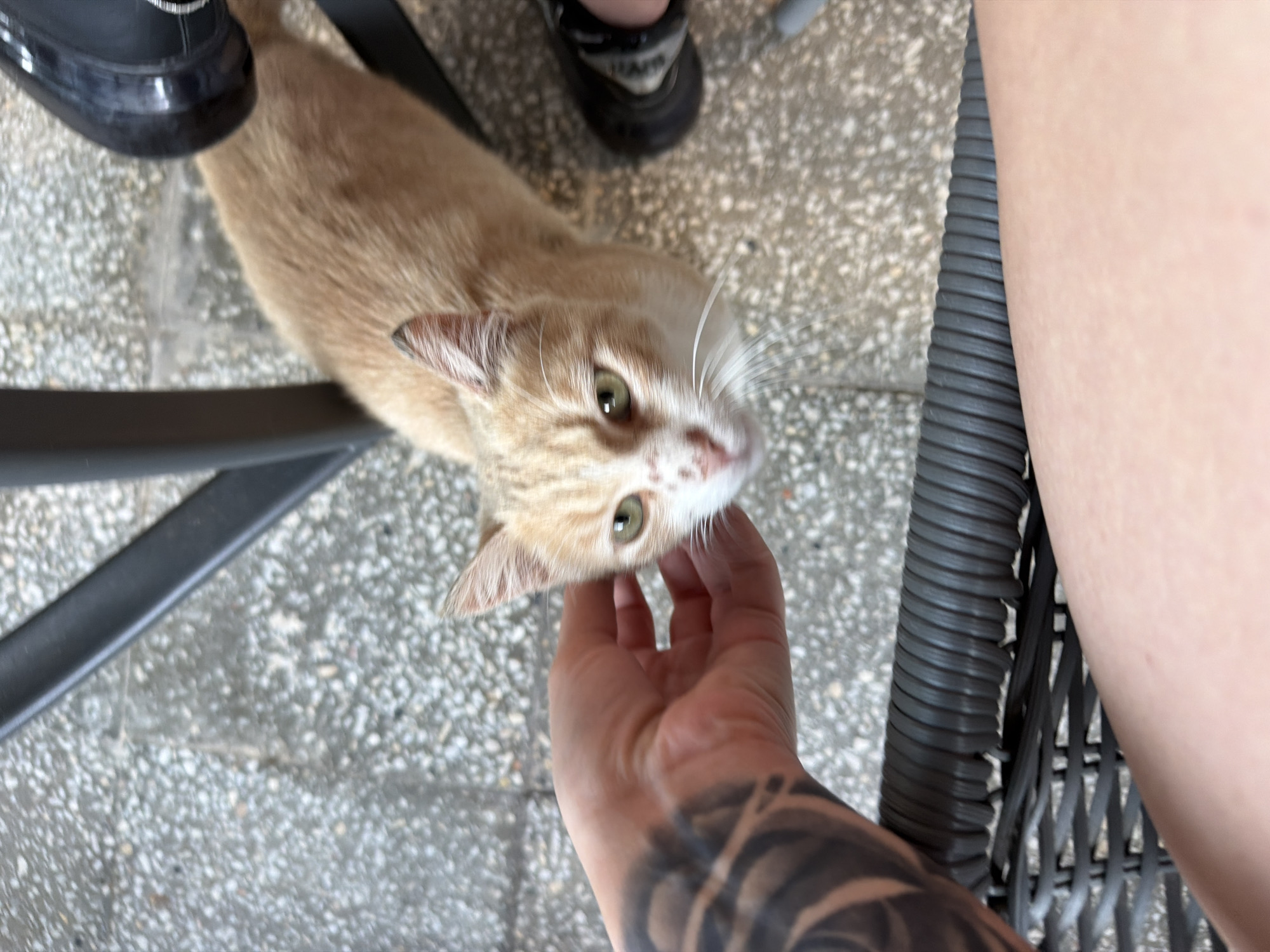 A ginger and white cat with green eyes is being petted on the head by a tattooed arm. The cat is sitting on a textured stone ground, near a black chair and a woven black chair. A person's leg is visible in the foreground. The scene is outdoors, with the overall lighting suggesting it is daytime. The location is identified as Ahtopol, Bulgaria.