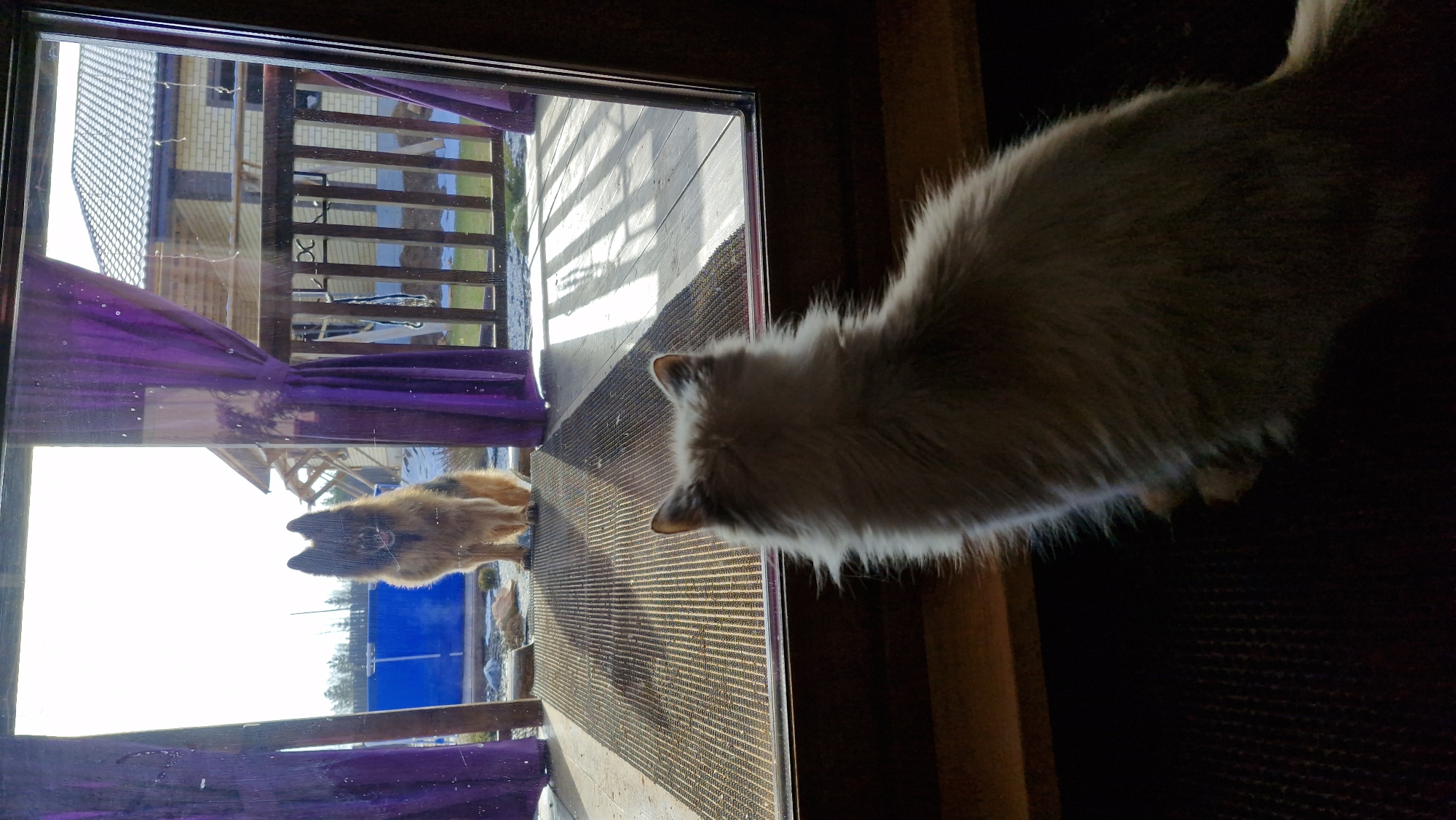 The scene presents a view from inside a building, looking out through a window or glass door. The interior is dimly lit with a mat or carpet visible. The main focus is on a light-colored, fluffy cat standing close to the glass, its back to the viewer.
Outside, the scene is brighter, showing a reflection of a German Shepherd dog looking inward through the glass. The external environment shows a building with a light-colored facade, possibly brick, and a wooden veranda. A section of a vibrant purple curtain is draped along the window frame. Background elements indicate a possibly rural or suburban area. The location is Otchor, Russia.