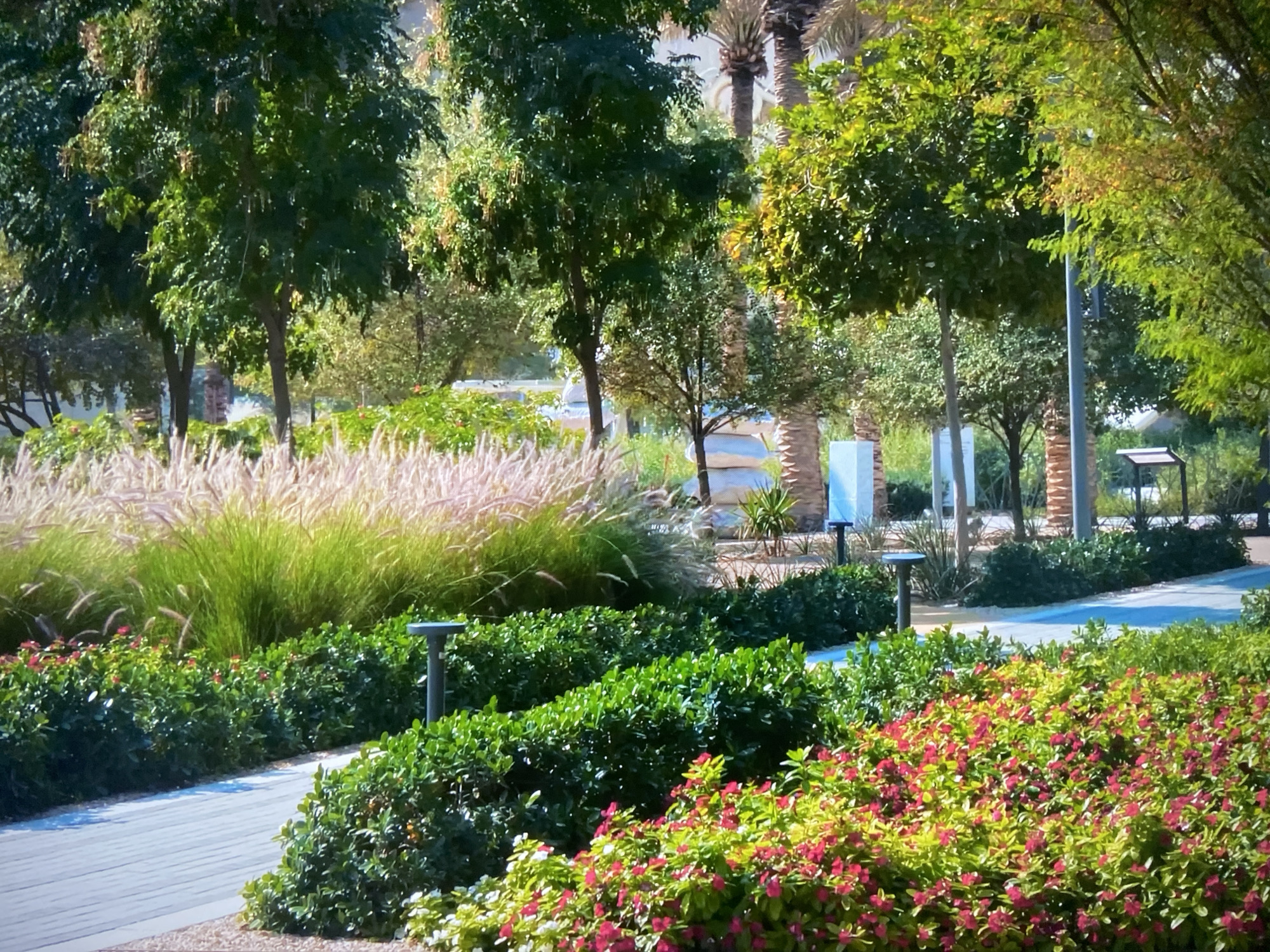 Here is a detailed description of the image:
The image shows a well-maintained park or garden in what appears to be an urban environment.
In the foreground, there is a paved walkway bordered by manicured flower beds. One bed is filled with dense green foliage with small red and pink flowers, while another section features lower green shrubs. Beyond these beds, there's a larger patch of tall, feathery ornamental grass.
The middle ground is filled with various trees and additional greenery, creating a sense of depth. There are also modern lighting fixtures placed along the walkway. In the background, there are palm trees and building structures, indicating the park's location within a city. The overall impression is that of a peaceful and well-designed urban green space.