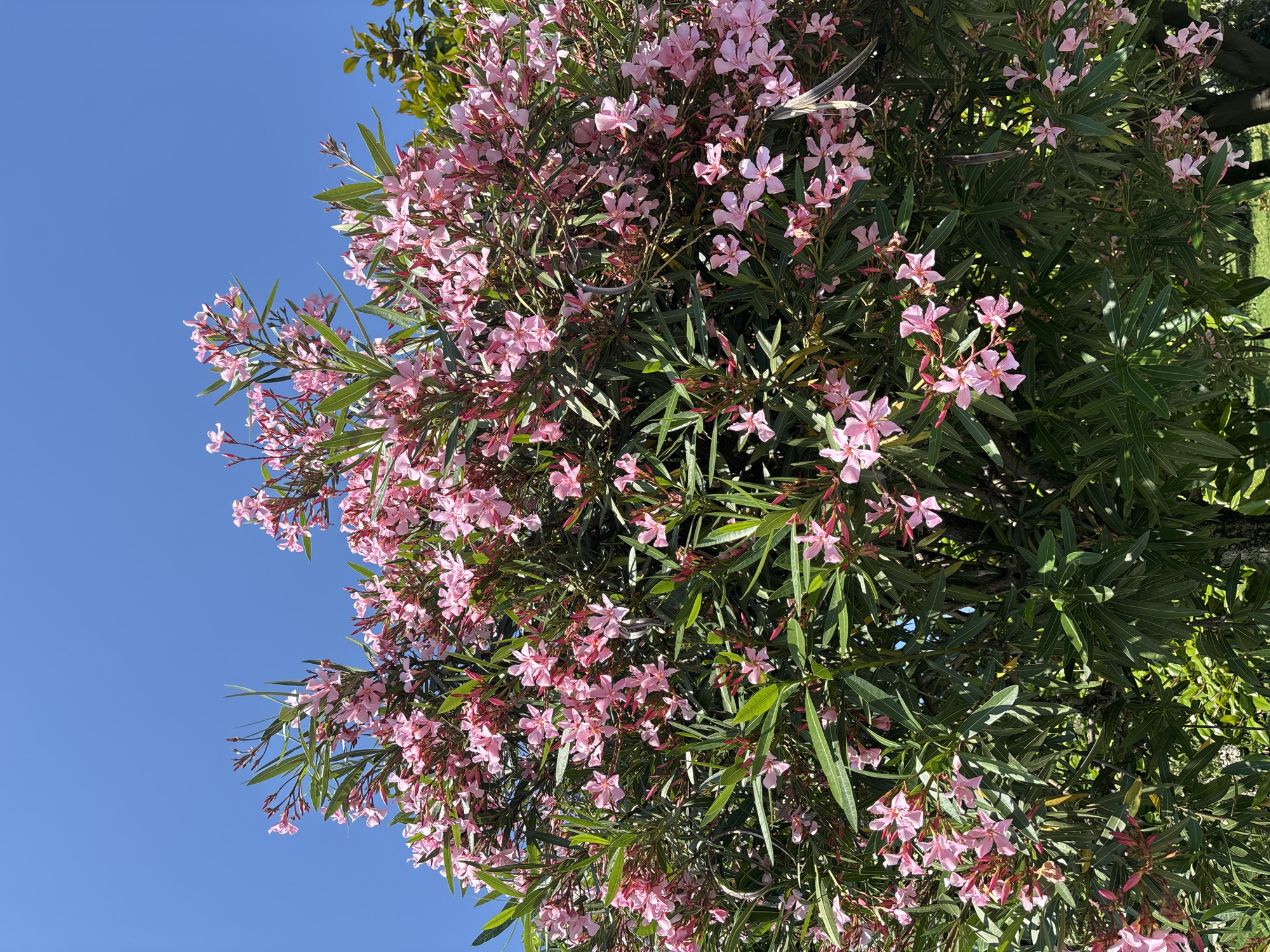 This is a vertical, eye-level, medium shot of a blooming oleander bush against a clear blue sky. The bush is dense with numerous clusters of small, pale pink flowers, many of which are open, revealing their delicate five-petaled structure. The leaves are a dark, glossy green, long and lance-shaped, providing a lush backdrop to the blossoms. Some of the flowers are still in bud, tinged with a deeper pink. The overall impression is one of vibrant growth and abundant flowering.
The image appears to have been taken on a bright, sunny day, likely in the late morning or early afternoon, given the strong illumination and the deep blue of the sky. There are no people or explicit objects visible, only the natural elements of the plant and the sky. The photo was taken in Batumi, Georgia, and the clear sky and flourishing flowers suggest a warm climate, typical of a Georgian summer or late spring. No text is visible in the image.