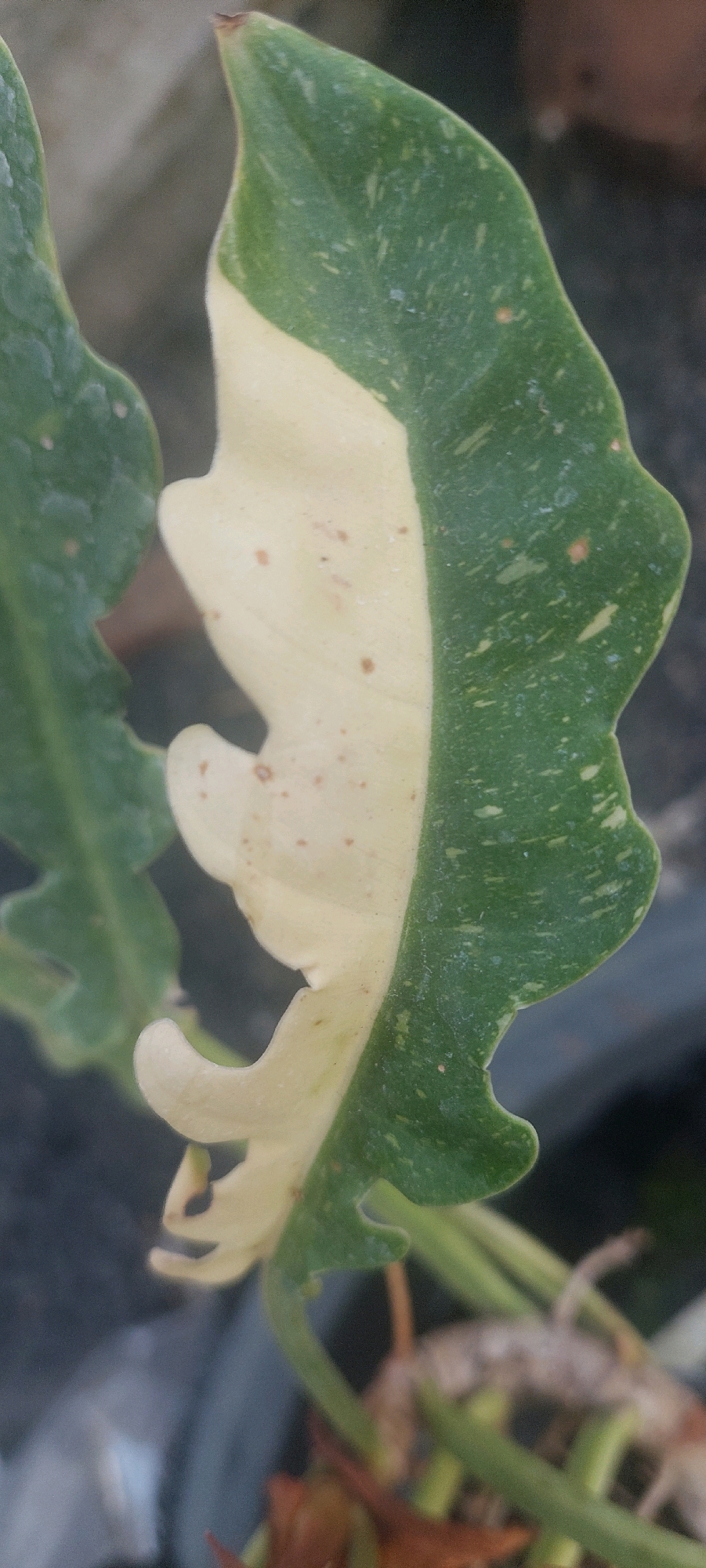 A close-up photograph features a variegated leaf of a plant, split down the middle into green and pale yellow sections. The green portion exhibits speckling and faint brown spots, while the pale yellow section also displays similar brown markings. The leaf has a wavy, undulating edge. To the left and slightly behind this leaf, another green leaf with a textured surface is partially visible. The background is blurred, showing muted tones of gray and brown, suggesting an outdoor setting, possibly a garden or near a building, but no specific landmarks or city details of Lumajang, Indonesia are discernible. The lighting appears natural, casting soft shadows.