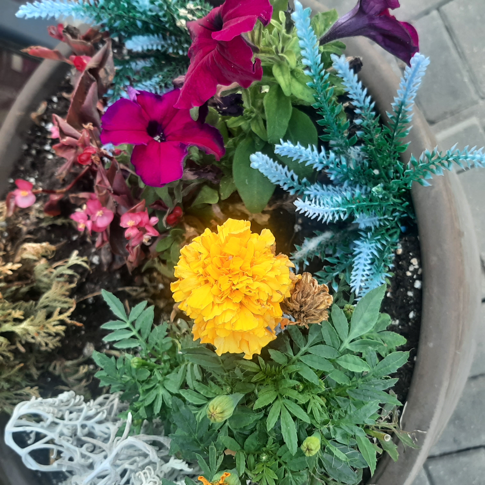 An overhead shot shows a close-up of a potted plant arrangement. The arrangement includes a bright yellow marigold flower, several pink begonia flowers, and two deep pink petunia flowers. There are also decorative blue and green artificial plants in the pot. The leaves of the plants are a vibrant green, and some of the flowers are in bud form. The pot itself is a neutral brown, and it sits on a gray brick patio. The scene is well-lit, and the colors of the flowers are vivid. The image is a still life, with no people or animals present. The location is identified as Minsk, Belarus.