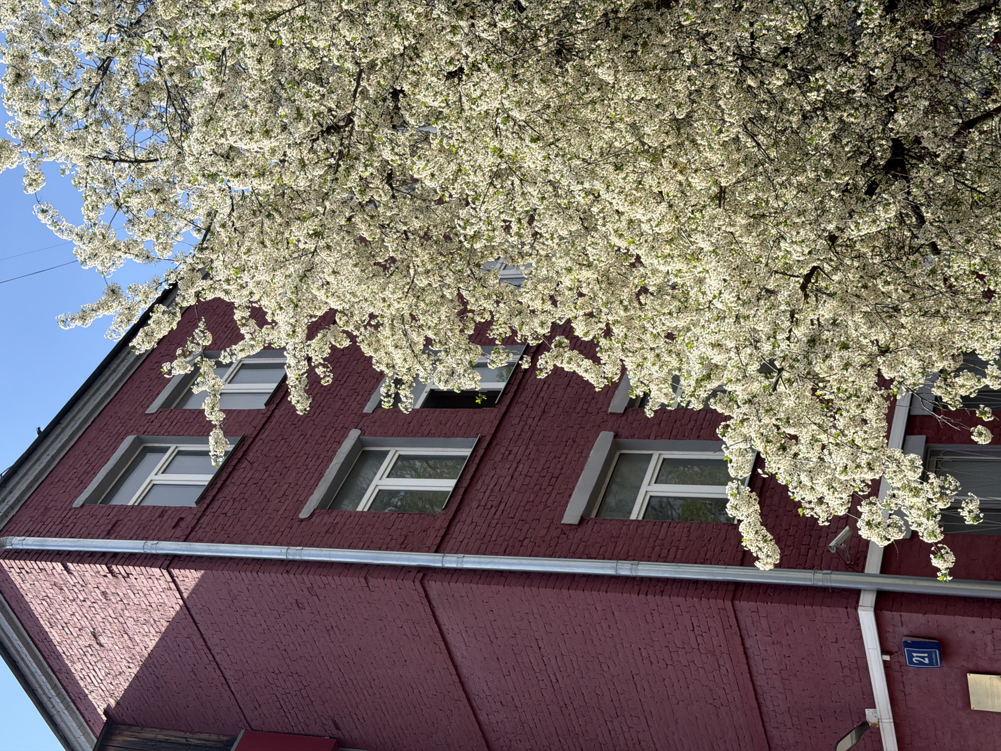 A low-angle shot shows the side of a brick building partially obscured by a flowering tree. The building is brick, painted a deep reddish-purple. Windows with white frames and grey trim are placed across the facade. A metal gutter runs horizontally across the building. To the right, near the edge of the building, is a blue and white sign with the number "21" on it. Overhead, a large tree with white blossoms fills the top portion of the frame, partially obscuring the building. A small patch of clear blue sky is visible in the upper left corner. The location is Moscow, Russia.