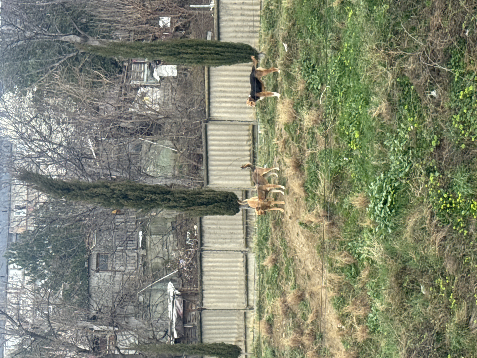 The image displays an outdoor scene in Tbilisi, Georgia, featuring a grassy slope in the foreground and a residential area beyond.
Three dogs are positioned on the mid-ground's undulating grassy terrain, which consists of both dry brown and green vegetation, interspersed with small green plants and some yellow blossoms. The leftmost dog is golden-brown, standing facing left. A second dog, tan with white markings, stands partially obscured behind and to the right of the first, also facing left. The third dog, located further right, is tricolor (black, tan, and white with prominent white forelegs), standing broadside and facing right. Two thin, dark horizontal wires traverse the lower portion of the grassy slope.
Behind the dogs, a long, grey corrugated concrete fence runs horizontally across the frame. Three tall, slender, dark green cypress trees punctuate the scene, standing behind or immediately adjacent to the fence.
The background consists of a cluttered, semi-rural residential landscape dominated by numerous bare deciduous trees and some evergreen foliage. Visible through the trees and above the fence are various structures. These include a light-colored building with a dark roof and a single window, and other less distinct structures, some with tarp-covered roofs. A larger, multi-story building is partially visible in the upper background. The overall lighting is diffuse, indicative of an overcast day.