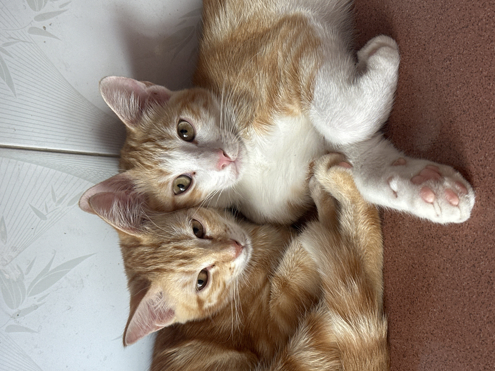 Two orange and white tabby kittens are lying down, curled up together. The kitten on the left is mostly obscured by the kitten on the right, but its head and front portion of its body are visible. It has orange fur with darker stripes and its eyes are closed. The kitten on the right is facing forward and looking at the camera. It has white fur on its chest and face, with orange tabby markings on its head and body. Its eyes are open and are a greenish-yellow color. Both kittens have pink paw pads. They are lying on a reddish-brown surface, possibly a floor or table. Behind them is a white wall with a subtle textured pattern, resembling bamboo leaves. The lighting is natural and appears to be coming from the right, casting soft shadows. The image is cropped tightly on the kittens, with little of the surrounding environment visible. There is no discernible information about a specific location in Bac Nha Trang Ward, Vietnam, or any human presence in the image.