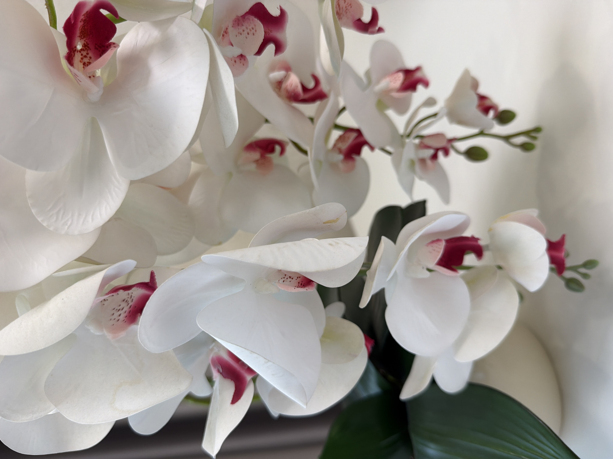 This media file displays a close-up, eye-level view of a cluster of artificial white orchids with deep pink centers and accents. The flowers are the primary subject, densely arranged and overlapping, creating a soft, layered effect. The lighting is bright, highlighting the delicate texture and subtle creases in the petals. The background is a softly blurred off-white, suggesting an indoor setting, possibly a room with plain walls.
Several orchids are in full bloom, revealing their intricate reproductive structures, while a few buds and a stem with smaller developing buds are visible towards the upper right. The leaves of the orchid plant, a deep green, are also present, particularly in the lower right quadrant, adding a contrasting color and texture to the delicate white blossoms.
There is no activity or event taking place, as the subjects are inanimate artificial flowers. The scene is static and still. Notable details include the artificiality of the flowers, suggested by their perfect form and slightly waxy appearance, and the soft, diffused lighting that creates a gentle, serene mood. The lack of discernible environmental cues makes the location context unknown. There is no visible text in the image.