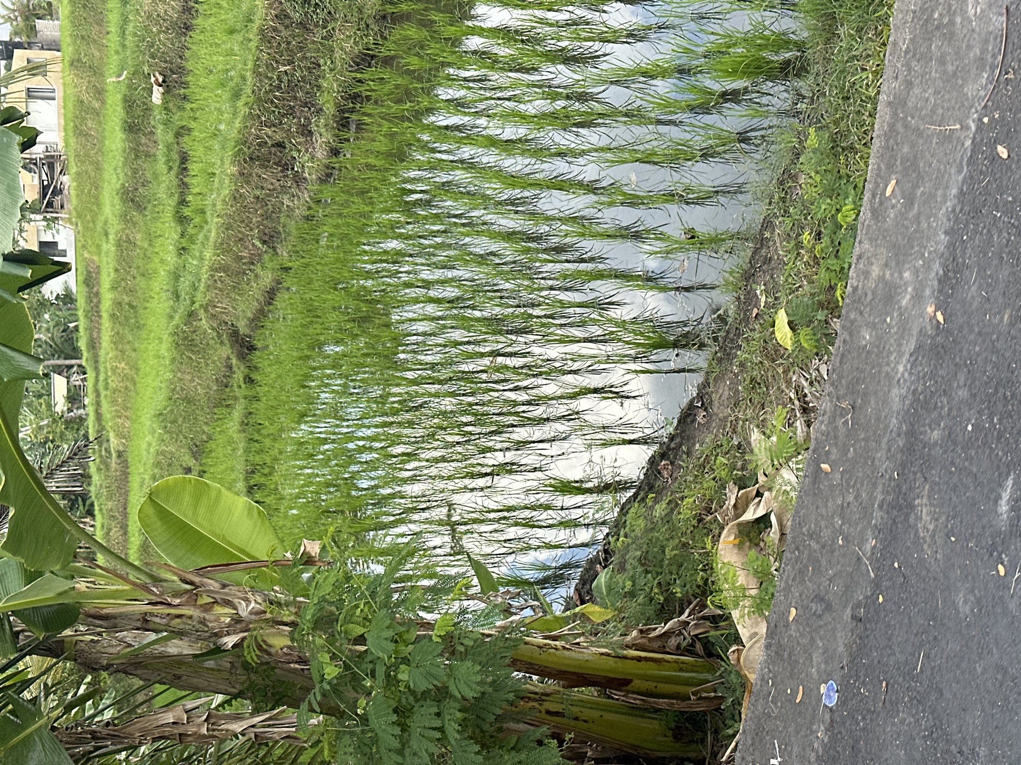The image depicts a terraced rice paddy in North Kuta, Indonesia. A banana tree with large green leaves and dry brown fronds is on the left side of the frame, adjacent to a dirt path. The rice paddy is flooded, with young green rice plants growing in neat rows, their reflections visible in the water. The background shows more terraced rice fields, some dry and some green, and buildings in the distance. The foreground is a dark gray asphalt path with a concrete curb. There are no people visible in the image.