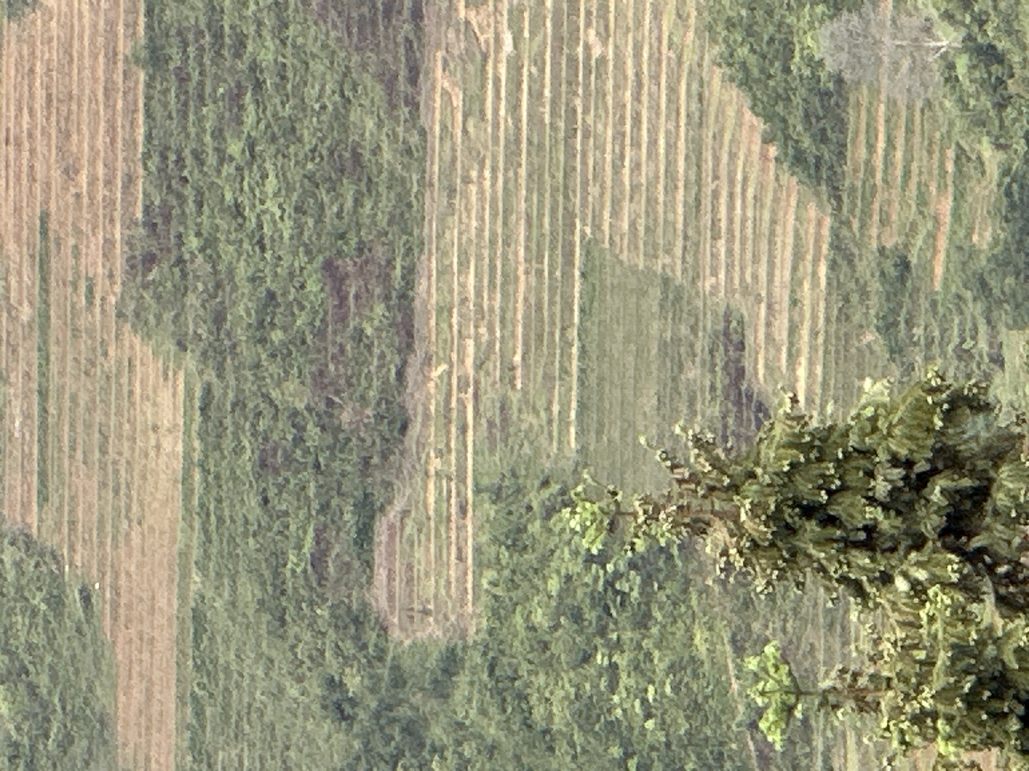 An aerial shot reveals a series of regularly spaced, parallel rows of light brown ground interspersed with patches of dense green vegetation. A tree branch with green foliage extends into the frame on the lower right. The location is in an agricultural region, likely in Mường Hoa, Vietnam. The scene portrays cultivated fields or plantation areas within the surrounding natural landscape.