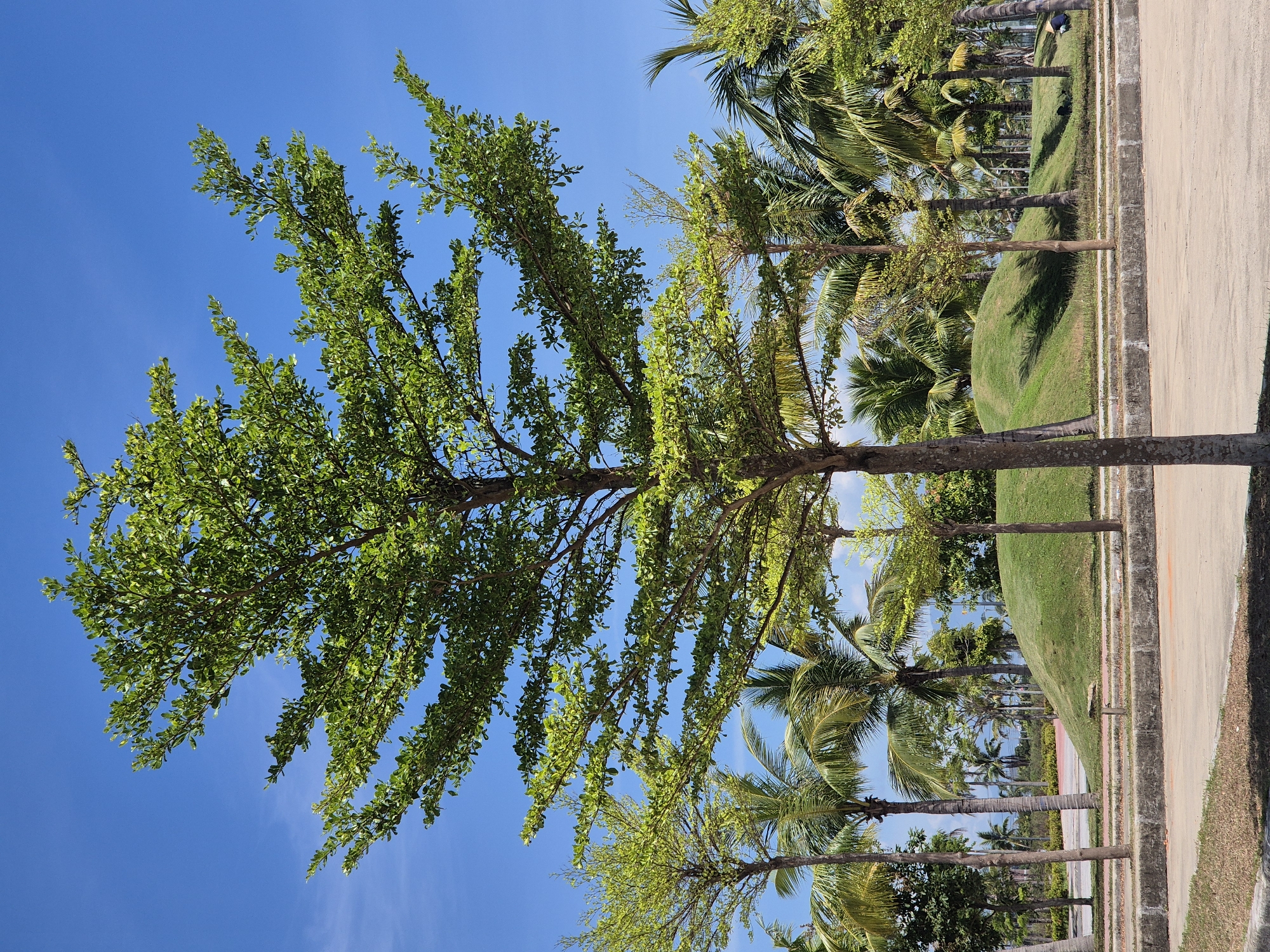 A mature tree with a slender trunk and a full canopy of green leaves stands prominently in the foreground, silhouetted against a clear blue sky. Behind it, a collection of palm trees and other lush vegetation fills the midground. Rolling green hills, possibly part of a landscaped park, rise gently in the distance. The foreground features a paved area with a concrete curb, suggesting a public space like a park or walkway. The overall scene depicts a bright, sunny day in a tropical or subtropical environment, likely a well-maintained outdoor area.