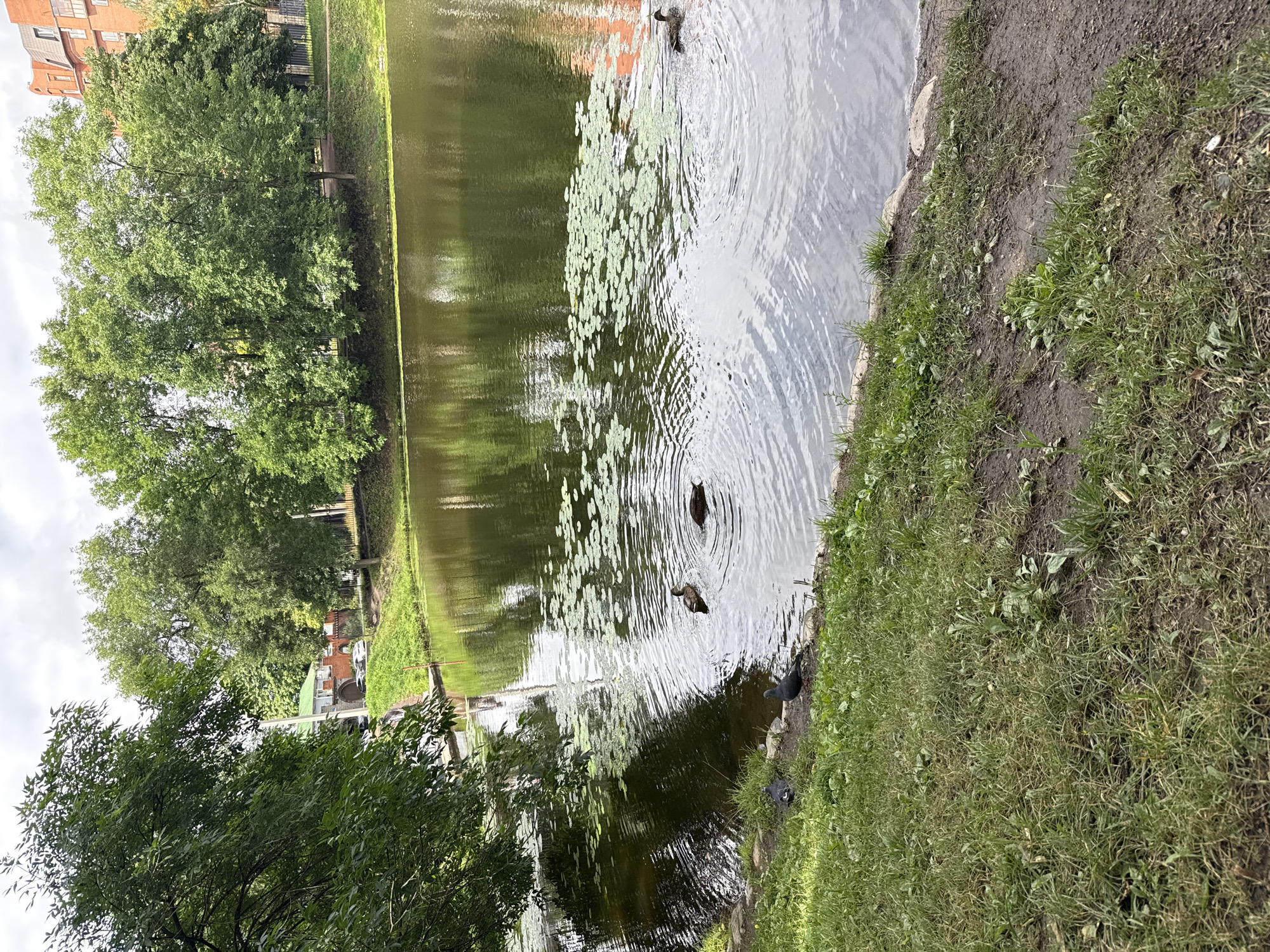 The image depicts a serene pond in a park setting, likely in Saint Petersburg, Russia, given the architectural style of the buildings visible in the background. The pond is covered in scattered lily pads, and several ducks are swimming in the water. Two pigeons are on the grassy bank, near the edge of the pond. The bank is covered in green grass and a few scattered rocks. In the background, there are lush green trees and a residential building with red brick facade. The sky is overcast with clouds.