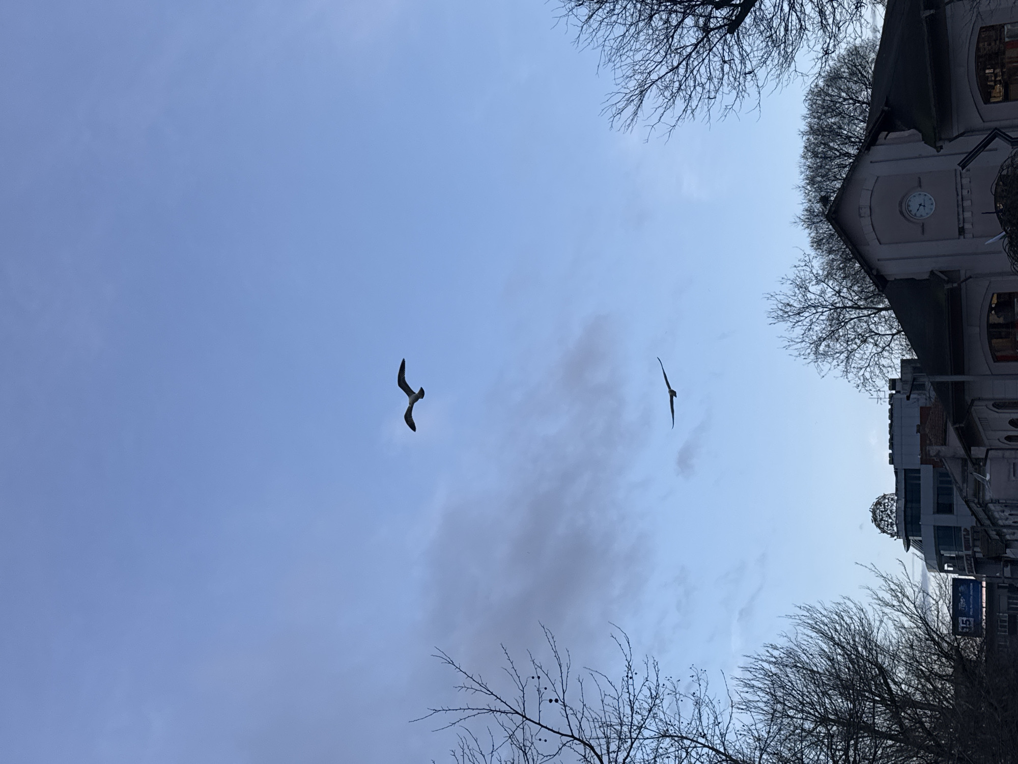 The photograph is taken in Burgas, Bulgaria. The angle of the image is looking up into the sky. The sky is a blueish-grey color with some scattered clouds. There are two birds flying in the sky. The bottom of the image contains tree branches, and the top portion of the image contains buildings. One of the buildings has a clock on its face.