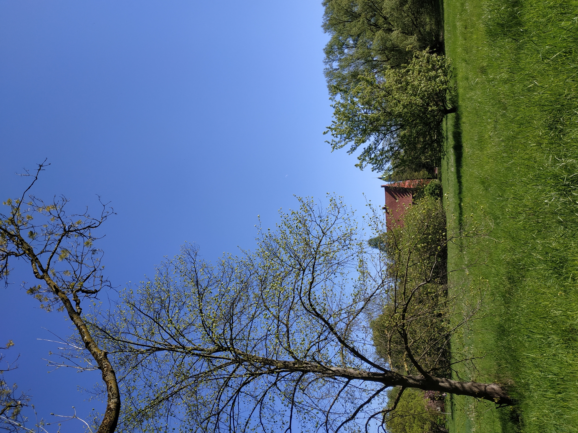 The image depicts a park scene in Dortmund, Germany. The sky is clear blue, taking up a large portion of the frame. Bare trees are visible in the foreground with some nascent leaves. To the right of the image is a grassy field, extending vertically. A line of trees borders the field, with a building with a red roof visible behind them. The image is taken from a low angle, looking upwards.