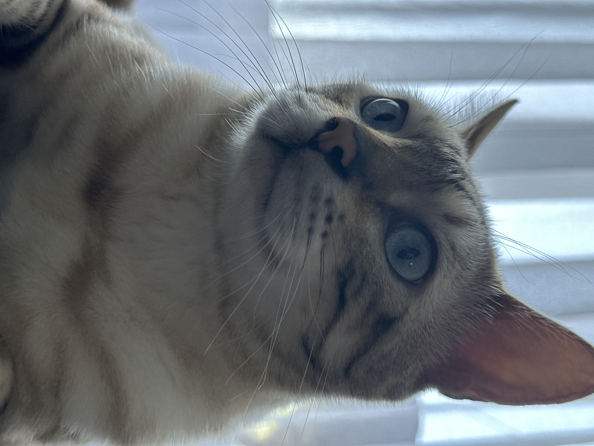 A close-up, head-and-shoulders shot shows a Bengal cat with striking blue eyes. The cat's fur is a mix of light tan and cream with distinctive dark brown tabby markings. The cat is looking slightly to the left of the camera. The background consists of soft, out-of-focus vertical lines that appear to be blinds or curtains. The lighting suggests an indoor environment, possibly near a window. There is no indication of the city of Energetik, Russia, in this image.