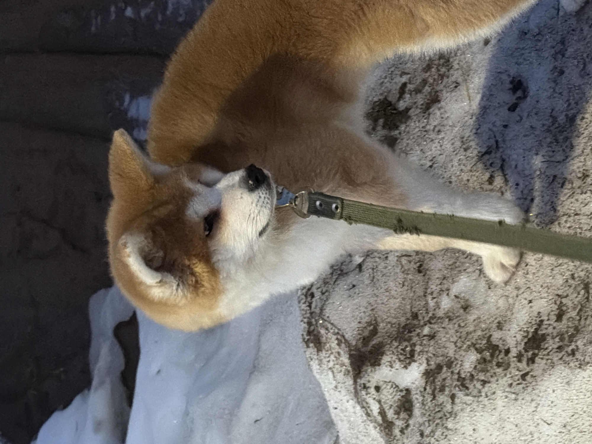 An Akita dog, predominantly white with reddish-brown patches on its head and back, lies on a snow-covered surface. A green leash is attached to its collar. The background includes dark earth or asphalt. The location is inferred to be Chaikovsky, Russia, based on the image's origin. No people are visible in the frame. The dog appears relaxed and is passively interacting with the leash. The environment suggests an outdoor setting, possibly a park or sidewalk.