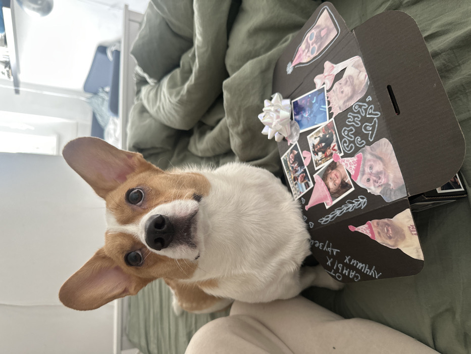The image displays a Pembroke Welsh Corgi dog with white and tan fur, seated upright on a bed covered with a dark green duvet. The dog faces the viewer directly, exhibiting large, erect ears and dark eyes. Positioned to the dog's right and in the foreground is an open, black cardboard gift box. The box's interior flaps are adorned with small photographs and stickers, including images of people, a child, and an adult chimpanzee, both wearing pink party hats. White handwritten Russian text is visible on the box: "ОТ САМЫХ ЛУЧШИХ ДРУЗЕЙ" (From the best friends) on the left flap, and partially visible "С ДНЁМ ВАРЕНИ" (likely part of "С ДНЁМ ВАРЕНИЯ!", a playful Russian birthday greeting meaning "Happy Jam Day!") on the right inner flap. A small white iridescent bow is attached to an inner flap. The background features a brightly lit room with a window on the right side and indistinct furniture. A light-colored object, possibly a person's thigh, is partially visible on the far left. While the Russian text indicates a Russian-speaking context, a precise location within the city of Moscow, Russia, cannot be determined from the visual information provided.