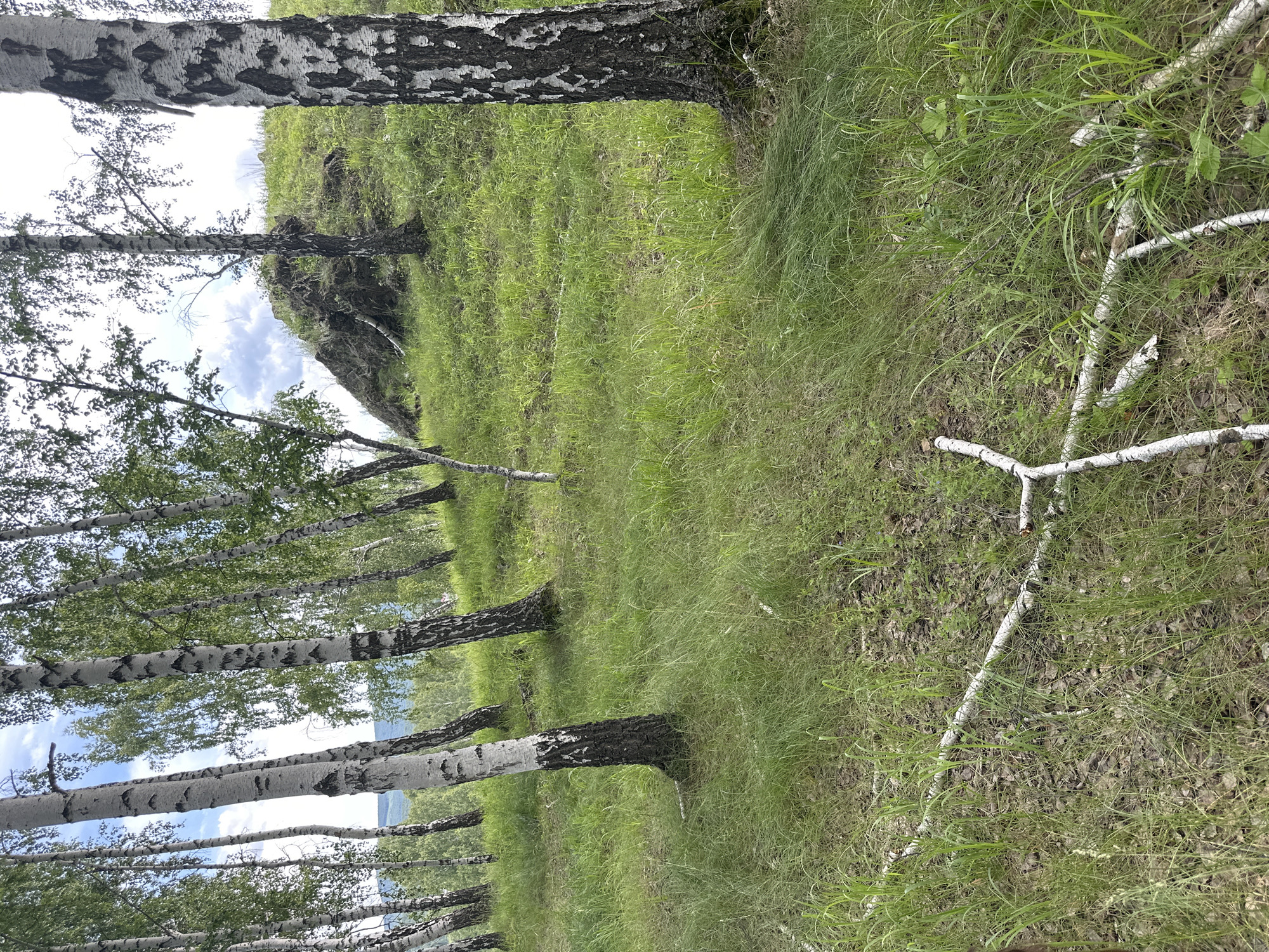 The image displays a natural scene featuring a grove of birch trees with their characteristic white bark marked with black splotches. The trees are arranged in a line, extending into the background. They are surrounded by lush green grass that covers the ground and slopes upward on a gentle hill. The sky is visible between the trees, with some clouds suggesting a daytime setting.
In the foreground, several white, fallen branches lie on the grassy ground, partially obscured by the tall grass. The lighting suggests it is daytime, with bright sunlight illuminating the scene. The overall impression is one of a peaceful, rural or natural environment, possibly a forest edge or a meadow with scattered trees. No people, text, or specific activities are visible in the image. The orientation of the image is rotated 90 degrees counter-clockwise from the standard landscape orientation.