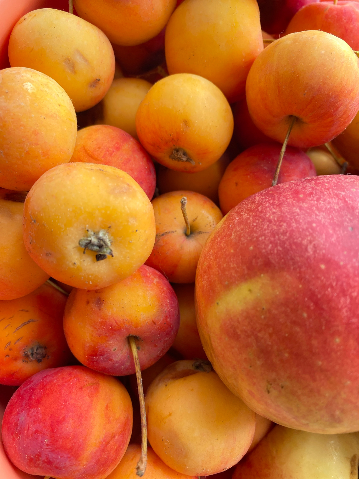 The image is a close-up, overhead shot of a collection of small, colorful crabapples. The apples are predominantly a mix of yellow and red hues, with some appearing more orange or a blend of these colors. They are piled together, filling the frame. The lighting is bright, creating highlights on the smooth skin of the fruits. The background is indistinct due to the shallow depth of field, focusing attention on the apples. No people or specific environmental details are visible to indicate a location within Kostanay, Kazakhstan, or any other city. The image appears to be a still life composition of fruit.