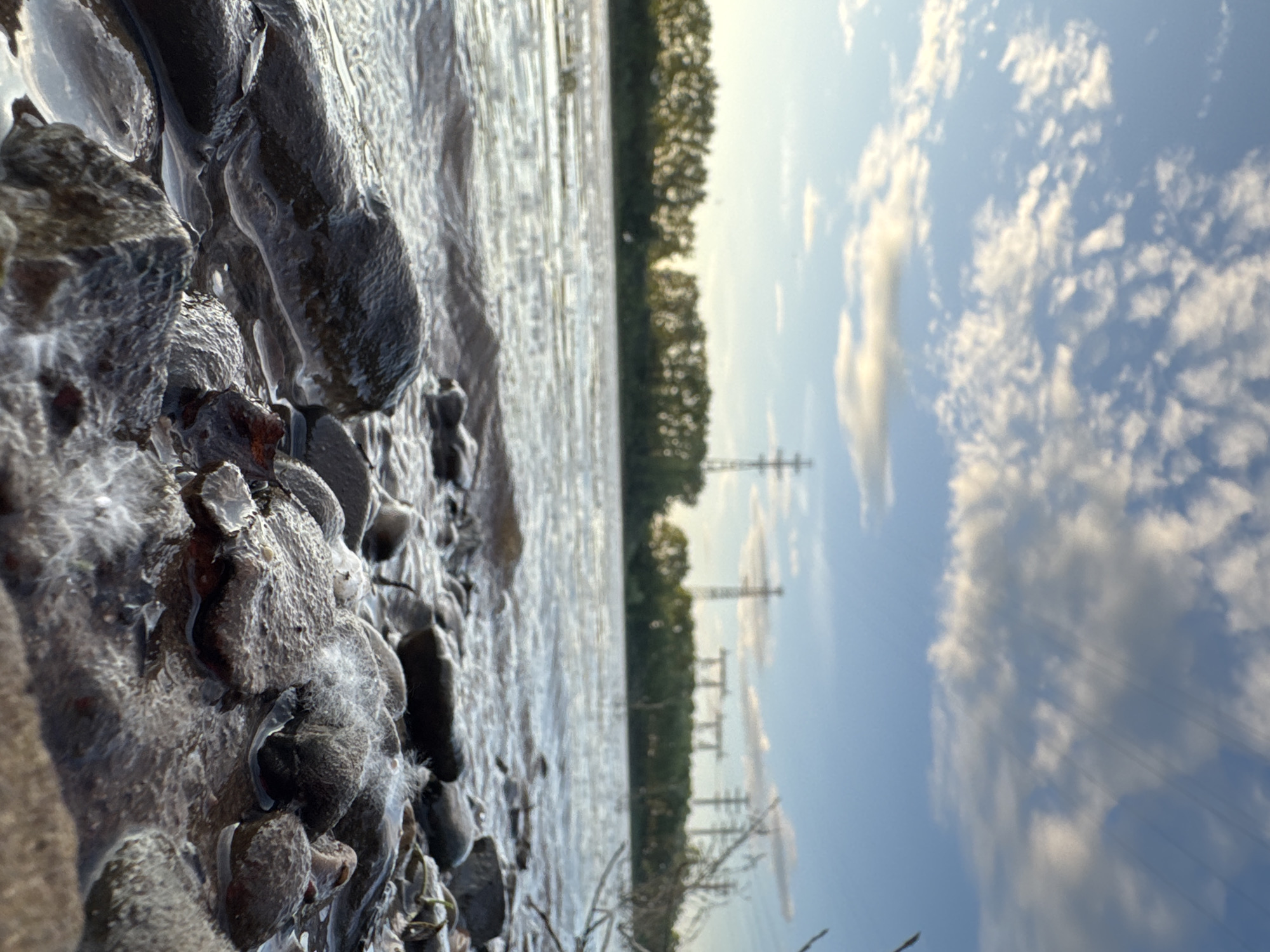 This low-angle photograph captures a riverside scene in Chaikovsky, Russia, with the foreground dominated by a rocky shoreline and the background featuring a treeline and industrial infrastructure under a partly cloudy sky.
In the immediate foreground, numerous dark, wet rocks of varying sizes are visible, some partially submerged in shallow water. Several rocks exhibit a textured, irregular surface. Small clusters of white, fluffy material (resembling plant seeds or detritus) are interspersed among the rocks and on their surfaces. A few dark plant fragments are also present. The water around these rocks is clear, reflecting light.
The midground features a body of water, likely a river, extending horizontally across the frame. The water surface displays ripples and small waves, indicating movement, and reflects ambient light, creating bright glints.
The background presents a dense, horizontal line of green trees on the far bank of the river. Beyond the treeline, several metal lattice power transmission towers are discernible against the sky. Two taller, classic lattice towers are positioned on the left and right, while a series of shorter, wider industrial structures, possibly part of an electrical substation or multiple transmission lines, are visible in the center-right. The sky above is clear blue with scattered white, cumulus clouds. No people or animals are visible in the scene. The lighting suggests late afternoon or early morning conditions, with a soft, natural glow.