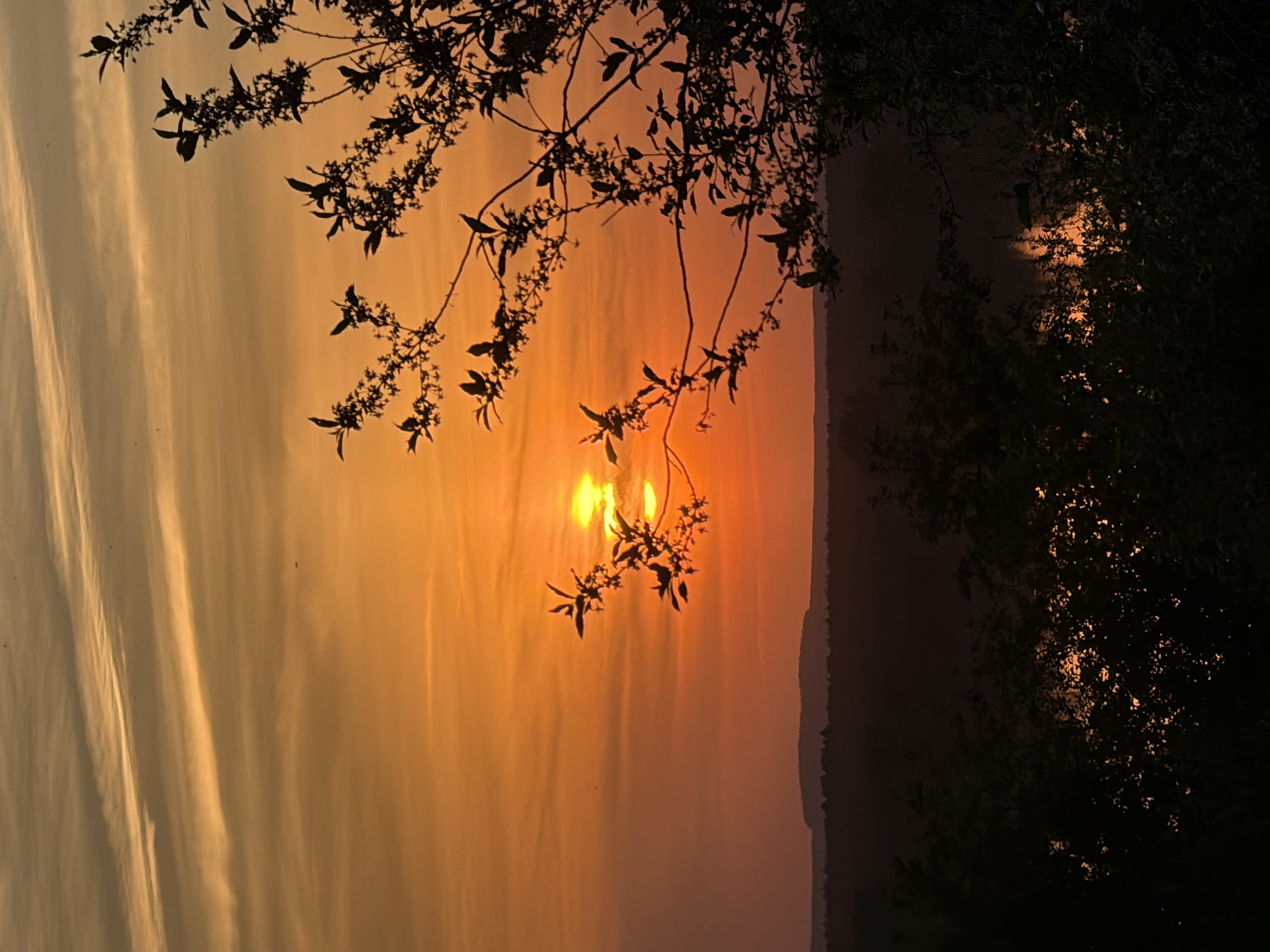 The image depicts a sunset in Chaikovsky, Russia. Silhouetted tree branches frame the orange sky, with the sun partially obscured behind the foliage. The landscape appears hazy with a horizon line visible. The sky exhibits streaky cloud patterns.