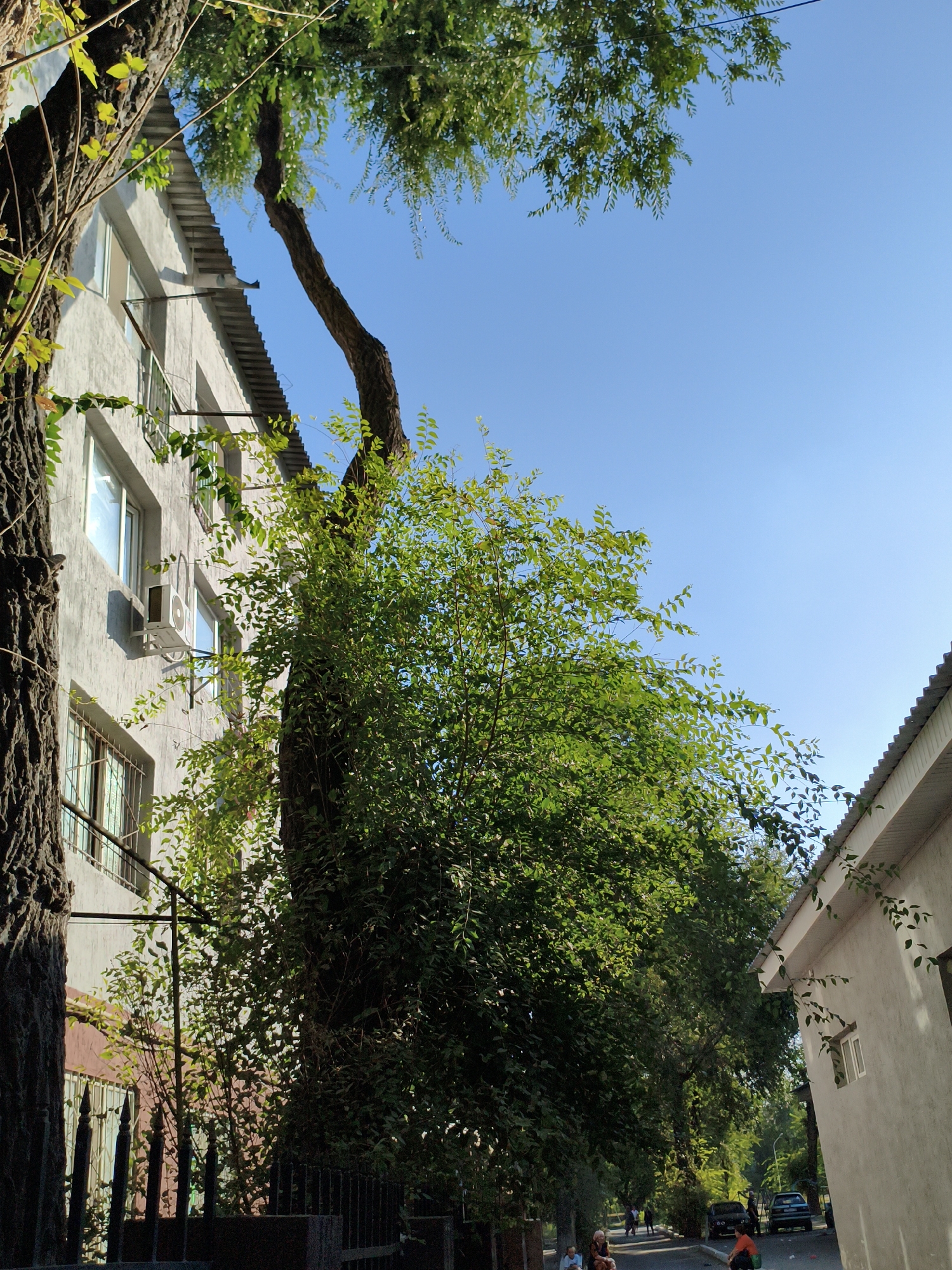 In Taraz city administration, Kazakhstan, an exterior shot captures a street scene bathed in bright sunlight under a clear blue sky. The left side of the frame features the facade of a light-colored, multi-story building with several windows, some adorned with metal bars, and an air conditioning unit mounted on the wall. A large, dark-barked tree with textured bark grows prominently in the foreground, its branches reaching towards the building. To the right of the building, a lush green tree with dense foliage is visible, its branches extending upwards and across the frame. Further down the street, another building with a white, corrugated roofline is seen. A paved road runs through the scene, with parked cars and a few individuals walking or sitting. The overall environment suggests a residential or administrative area within the city, with a strong presence of natural greenery interspersed with urban structures.