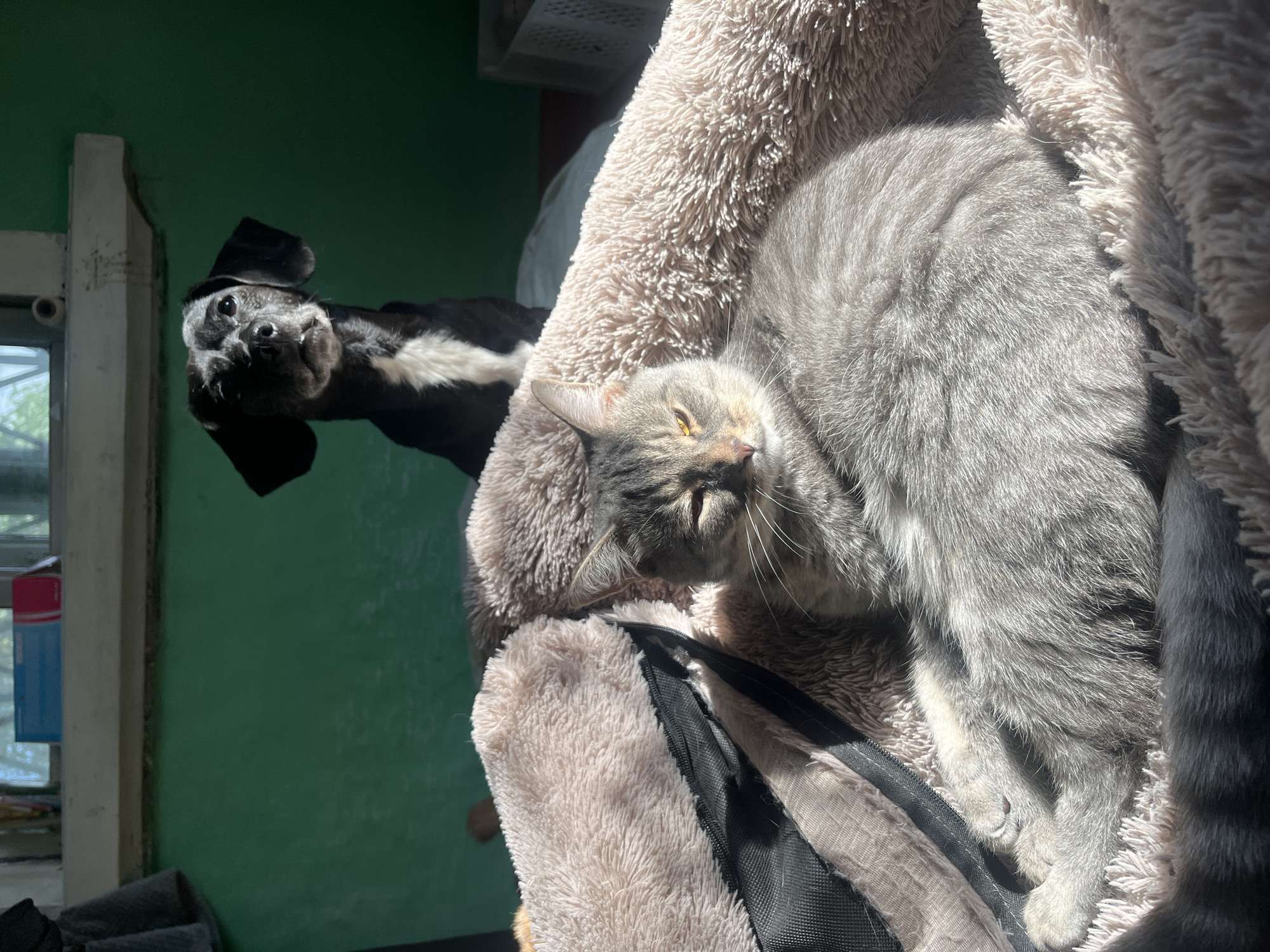 In Nizhny Tagil, Russia, a domestic cat and dog are the subjects of this photograph, captured indoors. The cat, a grey tabby, is nestled comfortably in a plush, pink pet bed, its eyes partially closed as it basks in a beam of sunlight. Its body is relaxed, with paws tucked in. Behind the cat, a black and white dog with grey muzzle hairs looks directly at the camera with its ears perked. The dog appears to be standing. The background is a green wall, and a windowsill with some items is visible above. The lighting suggests it is daytime, with sunlight streaming in through a window.