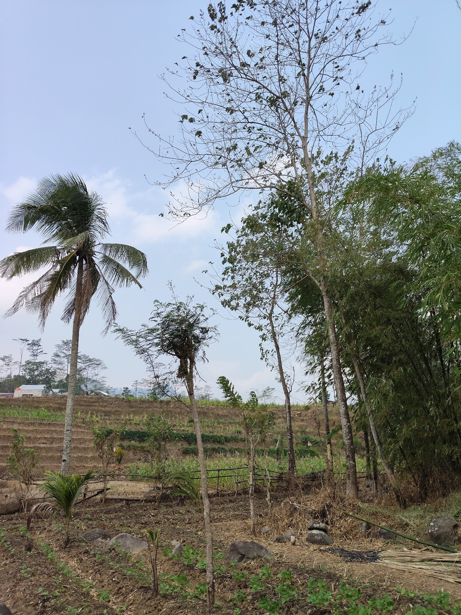 The image depicts a rural landscape in Bantasari, Indonesia, under a bright sky with scattered clouds. The foreground features newly planted crops in tilled soil, interspersed with rocks and dry vegetation. A thin, young tree stands centrally, its branches sparse. Further back, a mature coconut palm with fronds blowing in the wind is visible to the left. Behind the coconut palm, terraced fields are partially covered with dry grass and foliage, leading up to a small white building with a red roof on a distant hill. To the right of the coconut palm and in the mid-ground, several tall trees with bare branches are prominent, contrasted by a dense stand of green bamboo on the far right. A small wooden fence runs horizontally across the mid-ground, separating different sections of the terrain. The overall impression is one of agricultural land undergoing seasonal change or preparation.