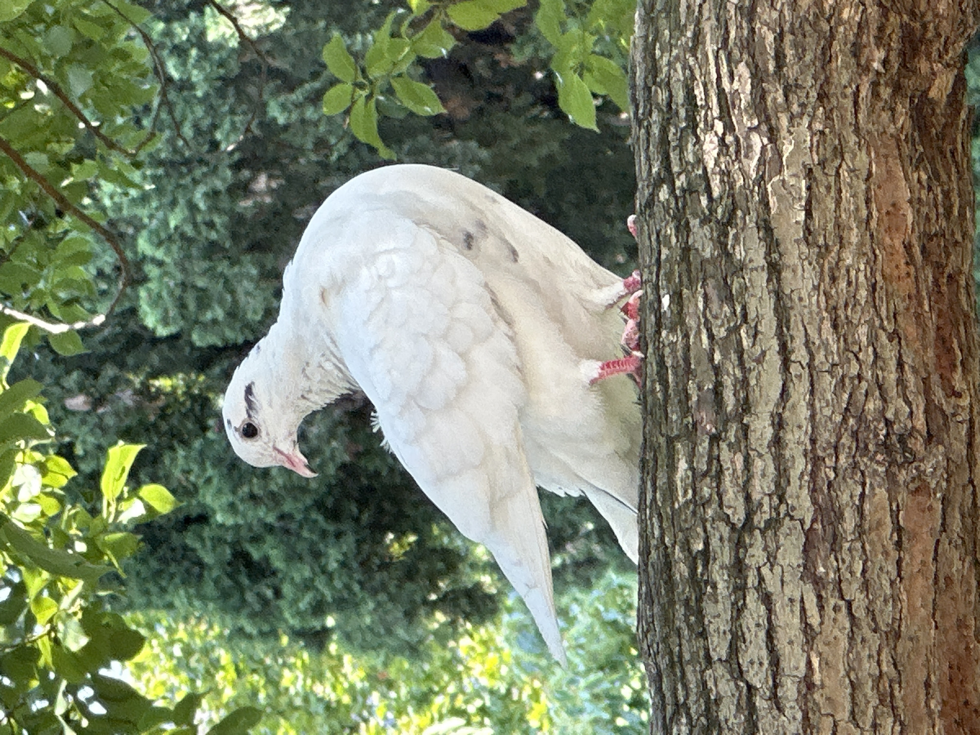 A white dove is perched on a tree branch. The dove is facing to the left, with its head turned back to look over its shoulder. Its beak is pink, and its eyes are dark. The bird has white feathers with some faint dark markings on its wings and body. Its feet are pink and gripping the textured bark of the branch. The branch appears to be part of a mature tree with rough, fissured bark. In the background, lush green foliage and trees are visible, suggesting an outdoor, natural setting, possibly a park or garden. The lighting indicates it is daytime, with sunlight filtering through the leaves. There is no information available to determine the specific location in the city of Sochi, Russia.
