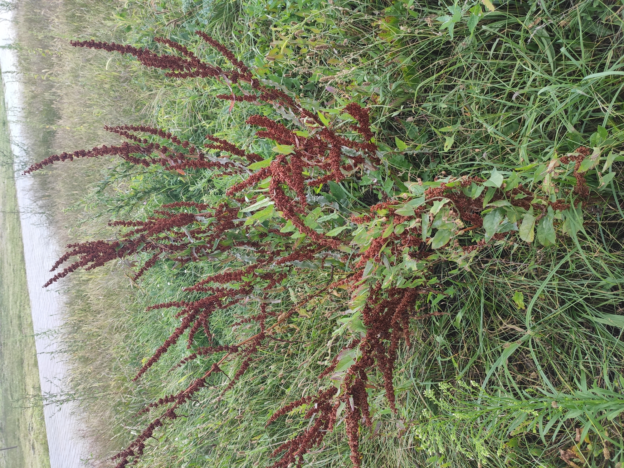 An outdoor, eye-level, medium shot captures a dense patch of overgrown weeds with reddish-brown seed stalks in the foreground. The plants are a mix of green leafy foliage and dried, tall, spiky seed heads that branch upwards and outwards. In the background, a paved walkway with a gray, textured surface is visible, bordered by more grasses and vegetation. The overall scene suggests an unkempt area, likely on the outskirts of the city of Homyel, Belarus, where nature is reclaiming the space. There are no people or animals present.