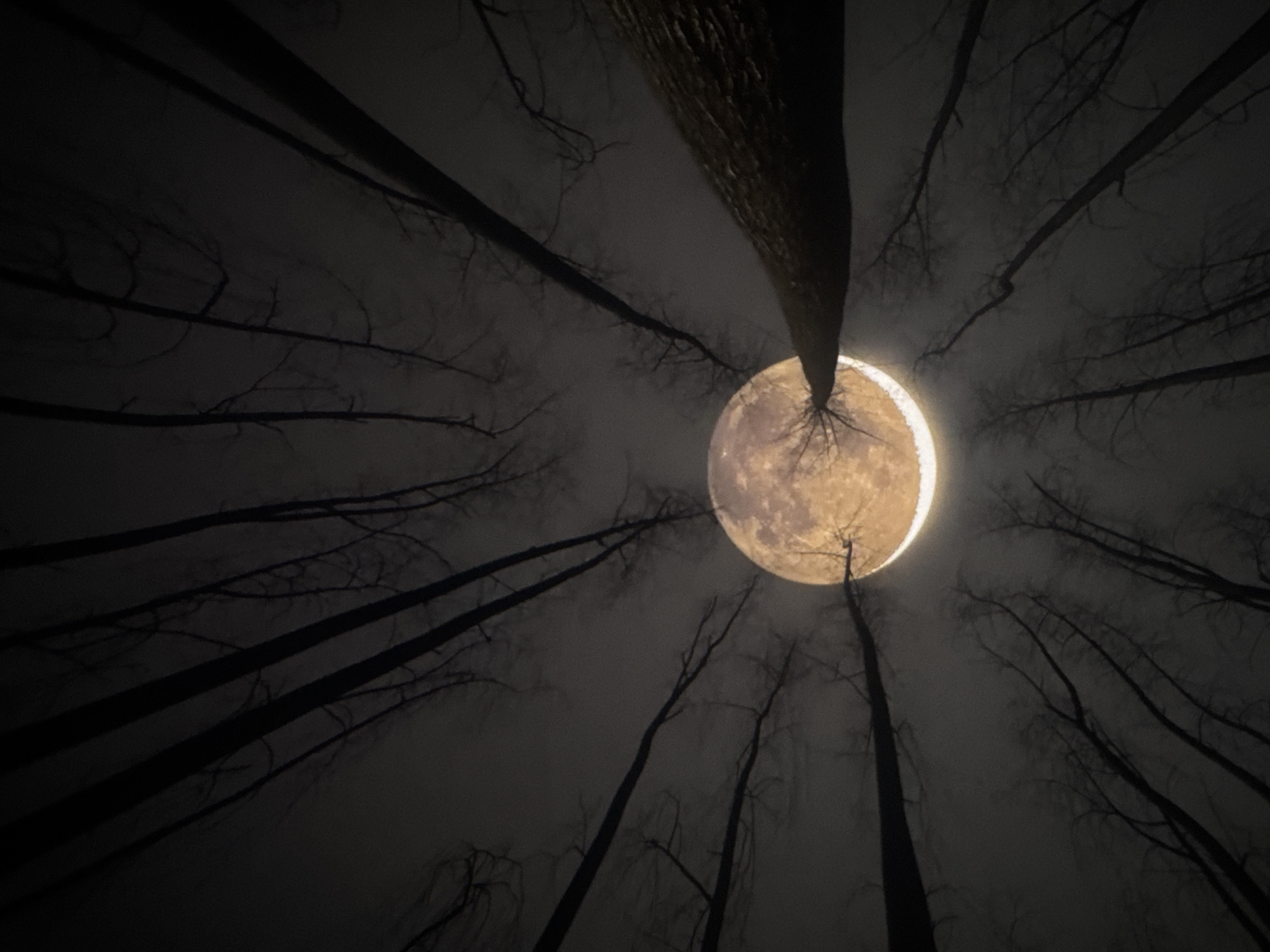 The image captures a dramatic low-angle shot looking up through the silhouettes of bare trees at a large, luminous full moon. The moon is partially obscured by a thick bank of clouds, creating a hazy, ethereal glow. The branches of the trees form a dark, intricate network against the moonlit sky. The scene suggests a nocturnal setting in a wooded area. There is no indication of the specific location in Los Angeles, United States of America. The image does not contain any people or specific objects other than the natural elements of trees and the moon.