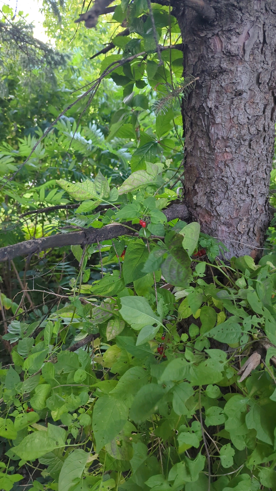 The image depicts a close-up view of a tree trunk in a natural, outdoor setting. The tree has rough, textured bark and is surrounded by lush green foliage and branches. Several small, red berries are visible among the leaves, indicating a plant that produces fruit. The environment appears to be a wooded area, possibly a park or forest. There are no people or man-made structures visible in the frame. The lighting suggests it is daytime, with sunlight filtering through the leaves. The specific location within the city of Montreal, Canada, cannot be determined from the visual information provided in the image.