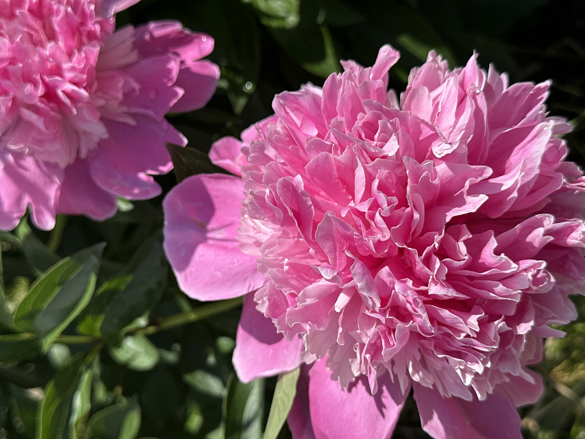A vibrant close-up photograph captures two large, blossoming pink peonies in a natural garden setting, likely in Chaikovsky, Russia. The dominant subject is a profusely bloomed peony positioned on the right side of the frame, in sharp focus. Its petals display a vivid pink hue, with lighter, almost white edges and strong highlights where the sunlight strikes them directly. The petals are numerous, intricately layered, and ruffled, creating a rich, full texture. Small, circular water droplets are visible on some of these petals, suggesting recent moisture or dew.
In the upper left corner, a second pink peony is partially visible, appearing slightly out of focus, adding depth to the floral composition. The background consists of blurred dark green foliage and leaves, indicating an outdoor, lush environment. The lighting is bright and natural, consistent with a sunny daytime, which enhances the vibrant colors and detailed textures of the flowers while creating soft shadows. The image conveys a sense of natural beauty and freshness. There is no visible text.